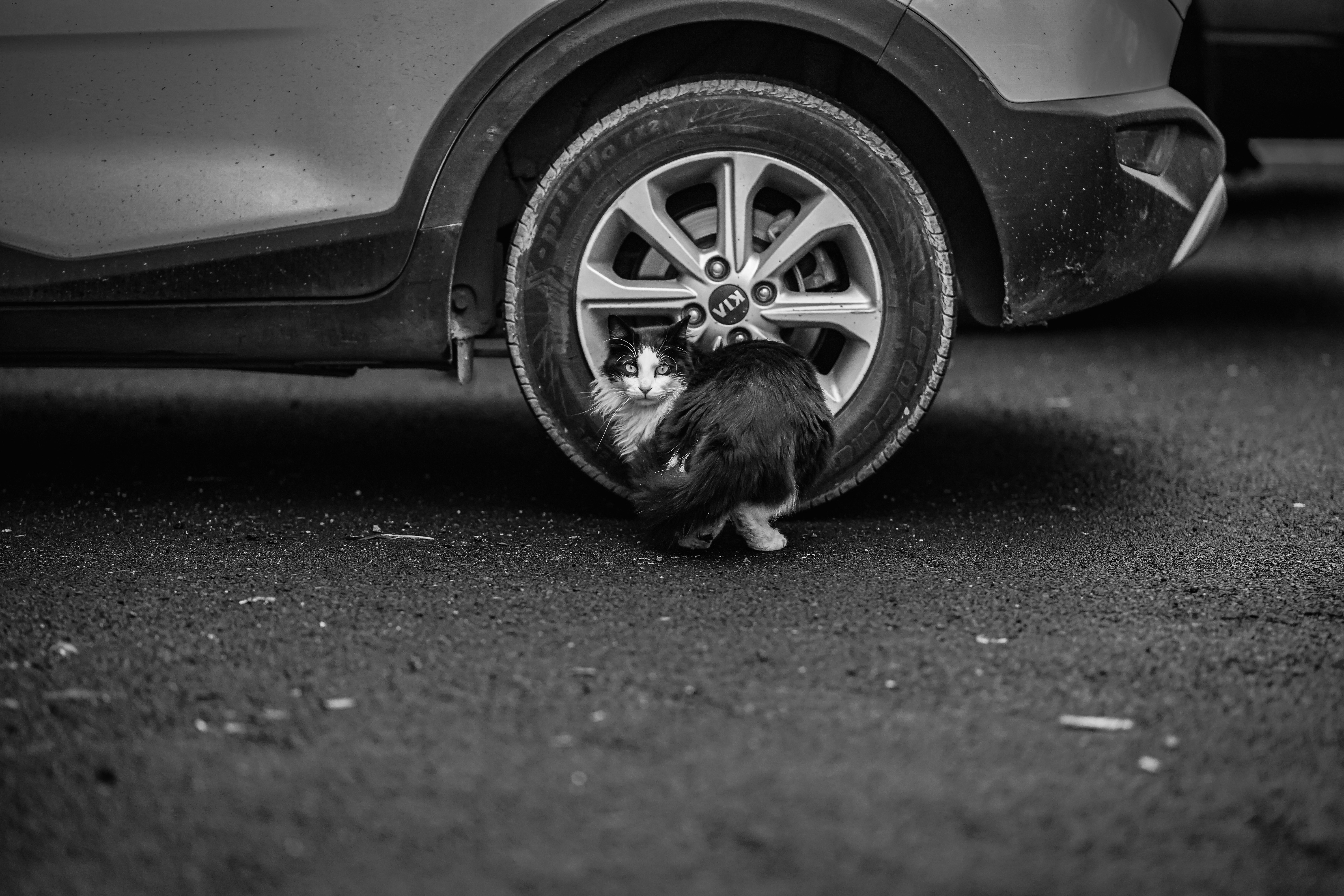 Cat peeks out from underneath a car tire.