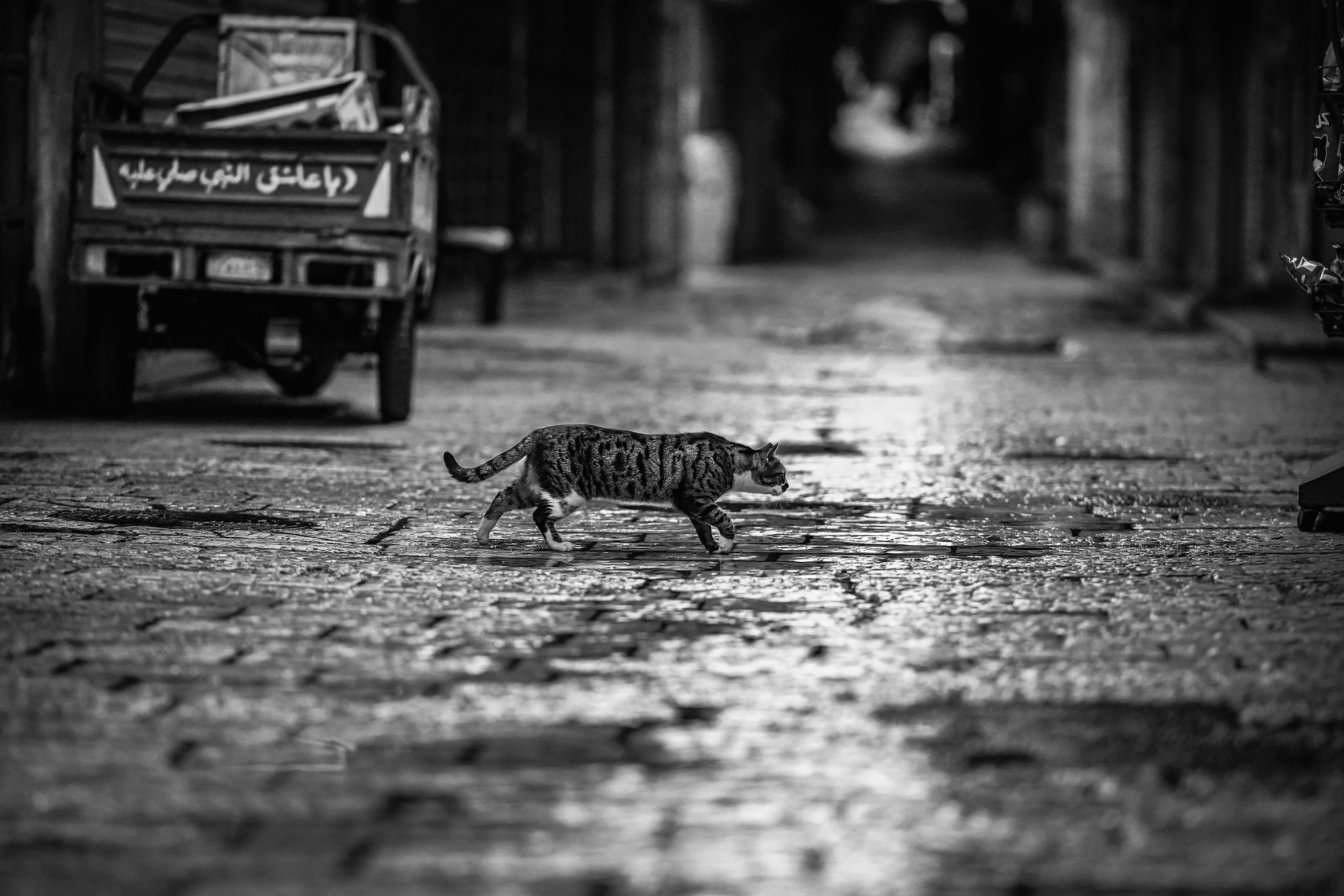 A cat crosses a narrow street in black and white.