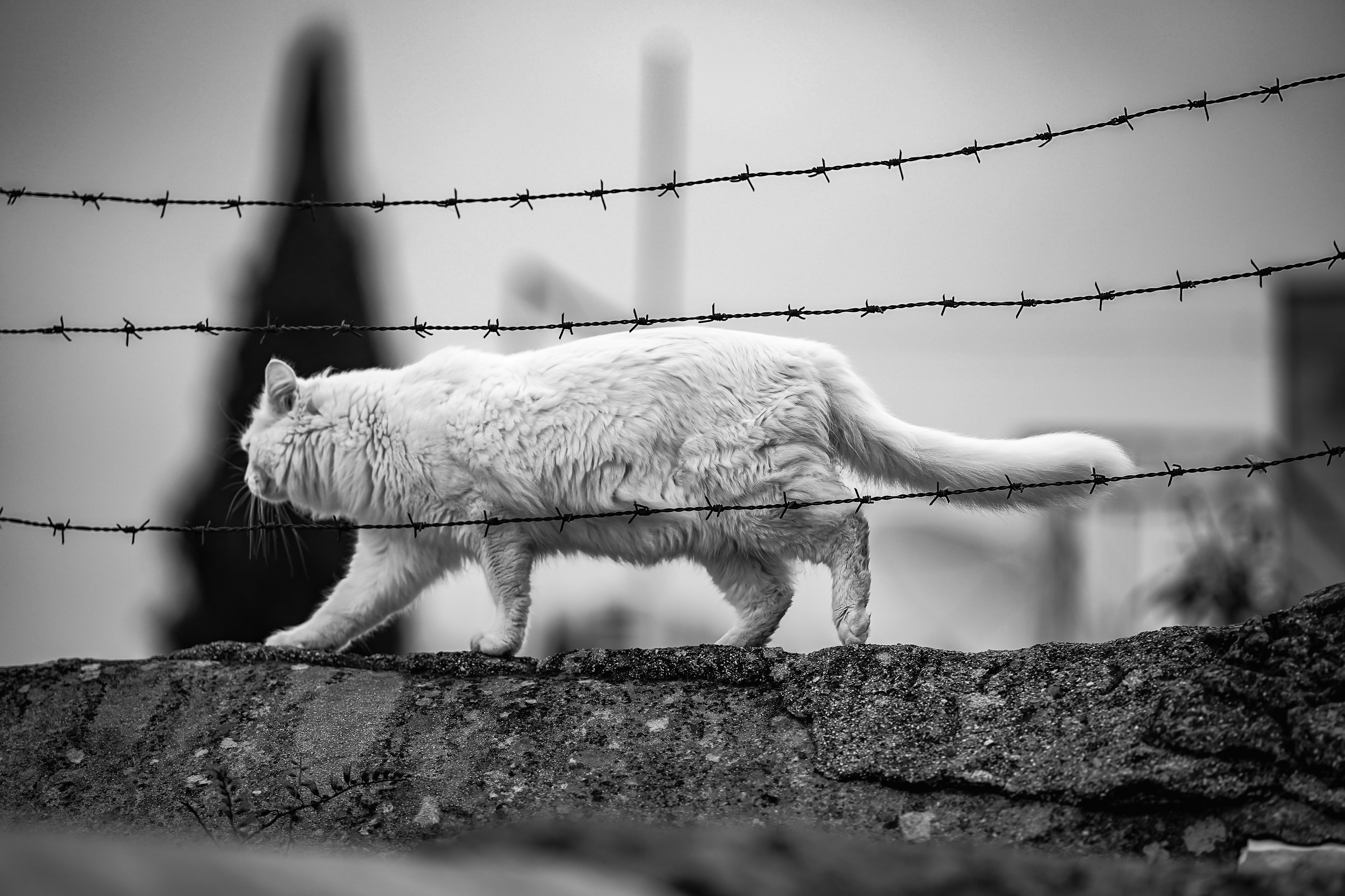 A white cat walks behind barbed wire.