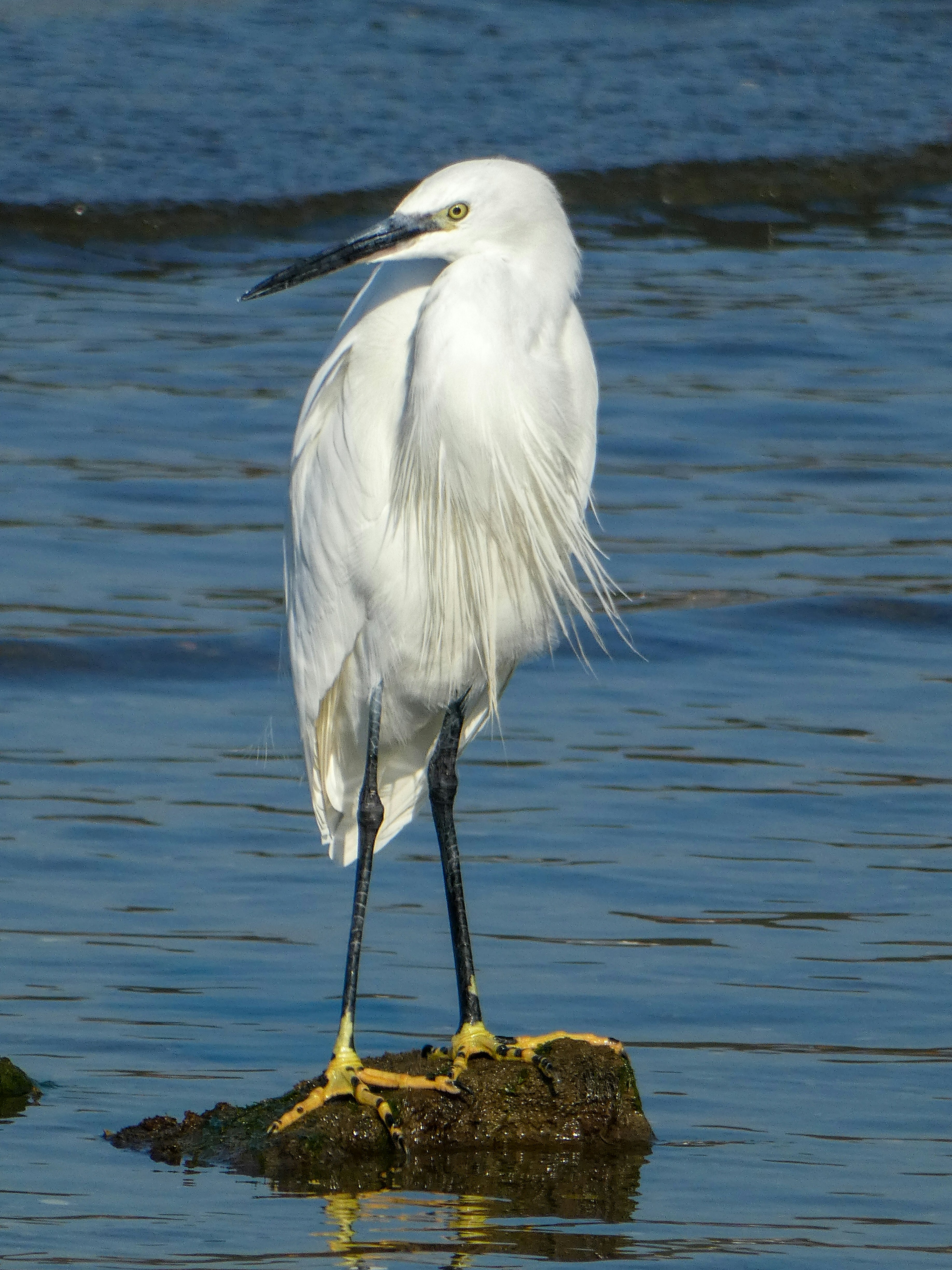 Little Chopsticks Menu