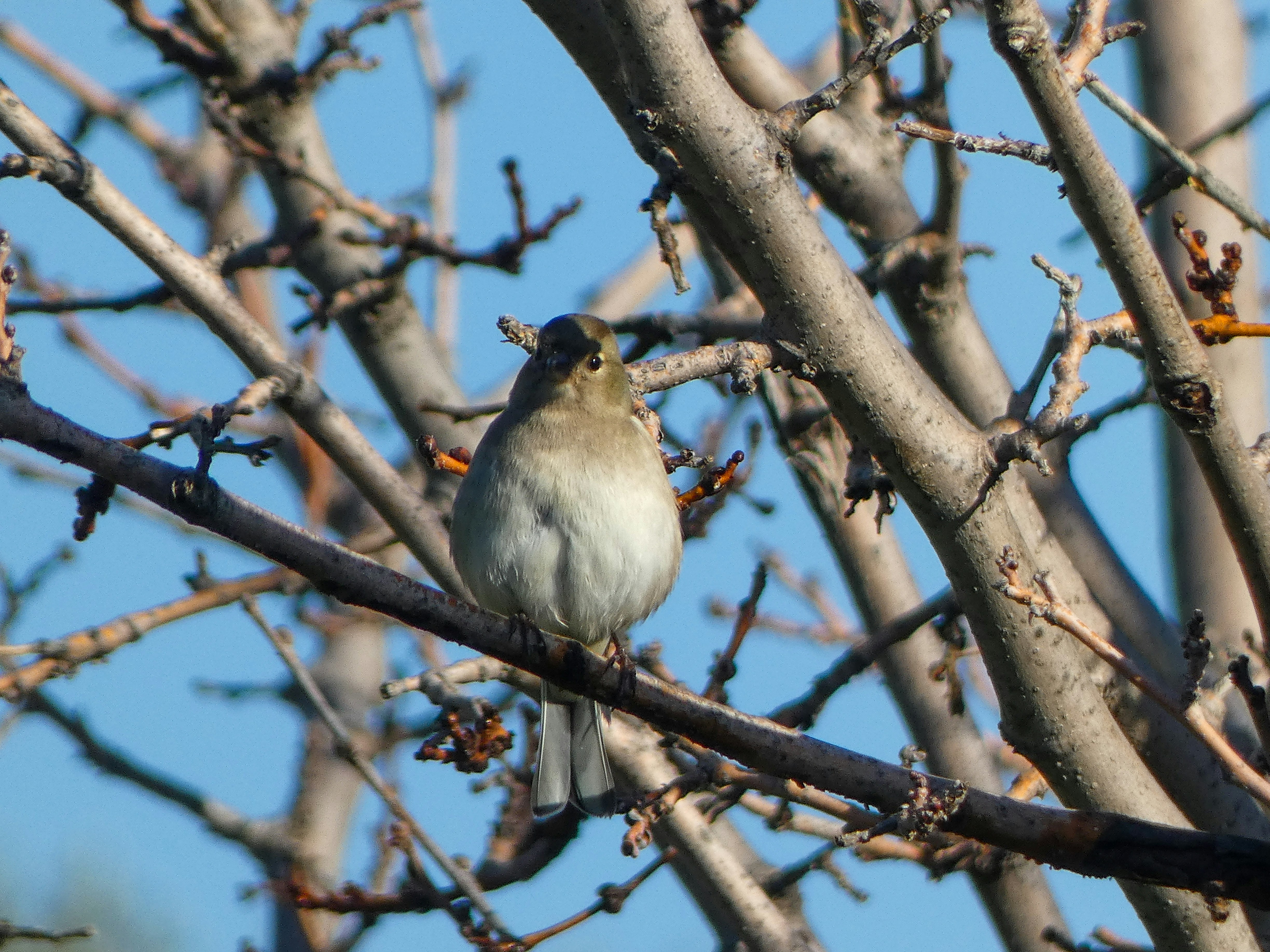 A bird perched on a tree branch.