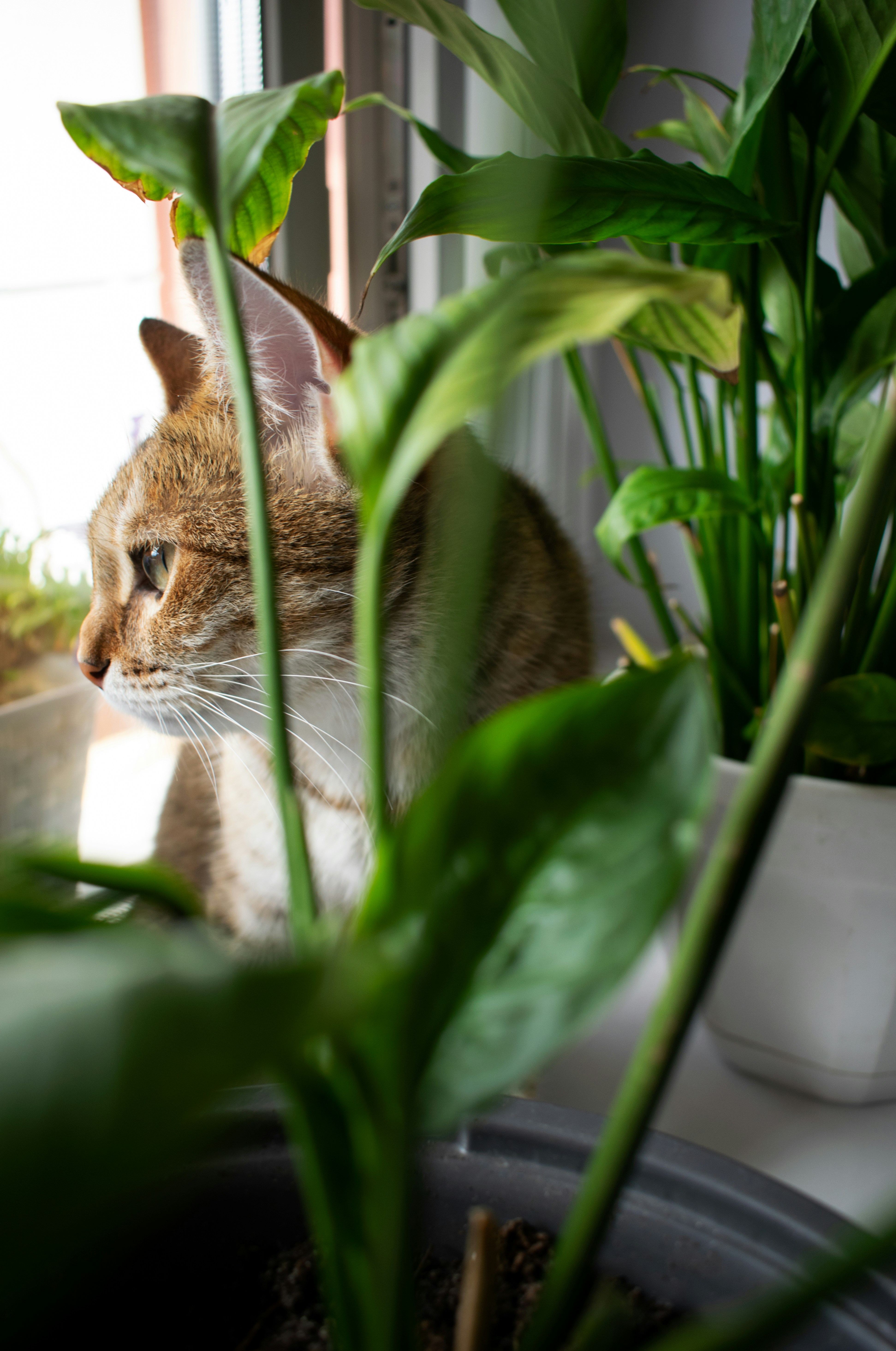 Catnip or Silvervine (image credits: unsplash)