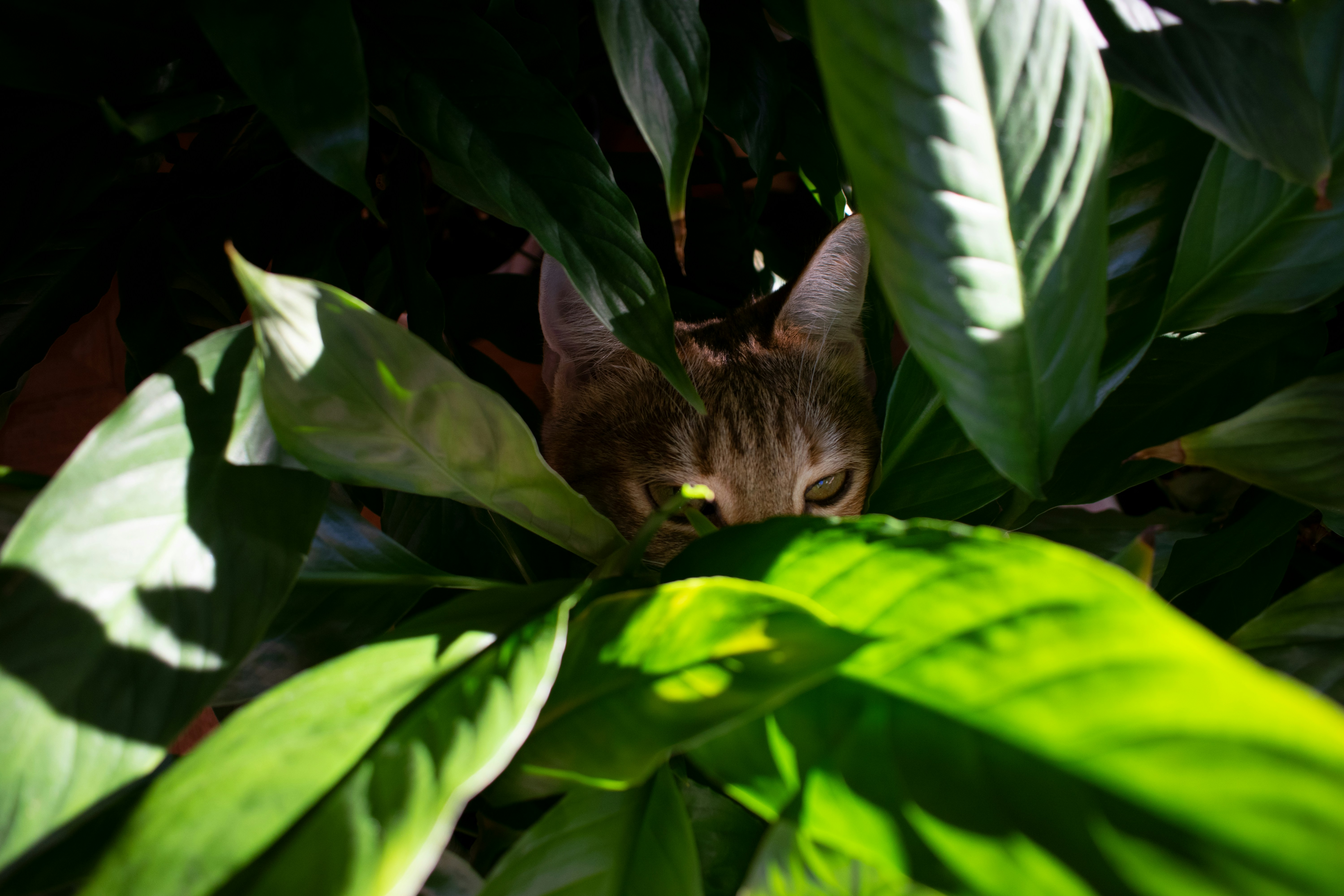 Cat among houseplants