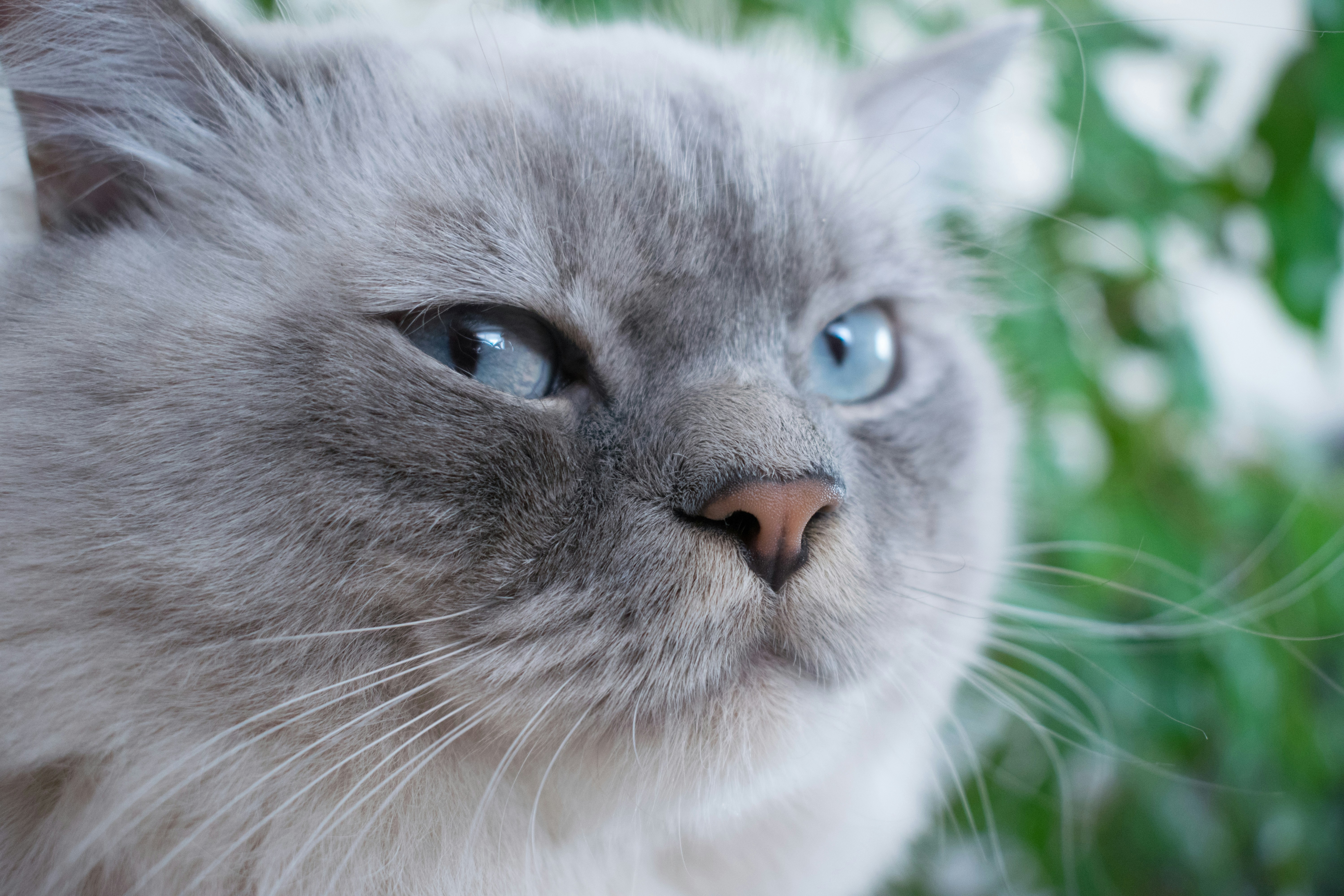 The Gentle Playmate (image credits: unsplash)