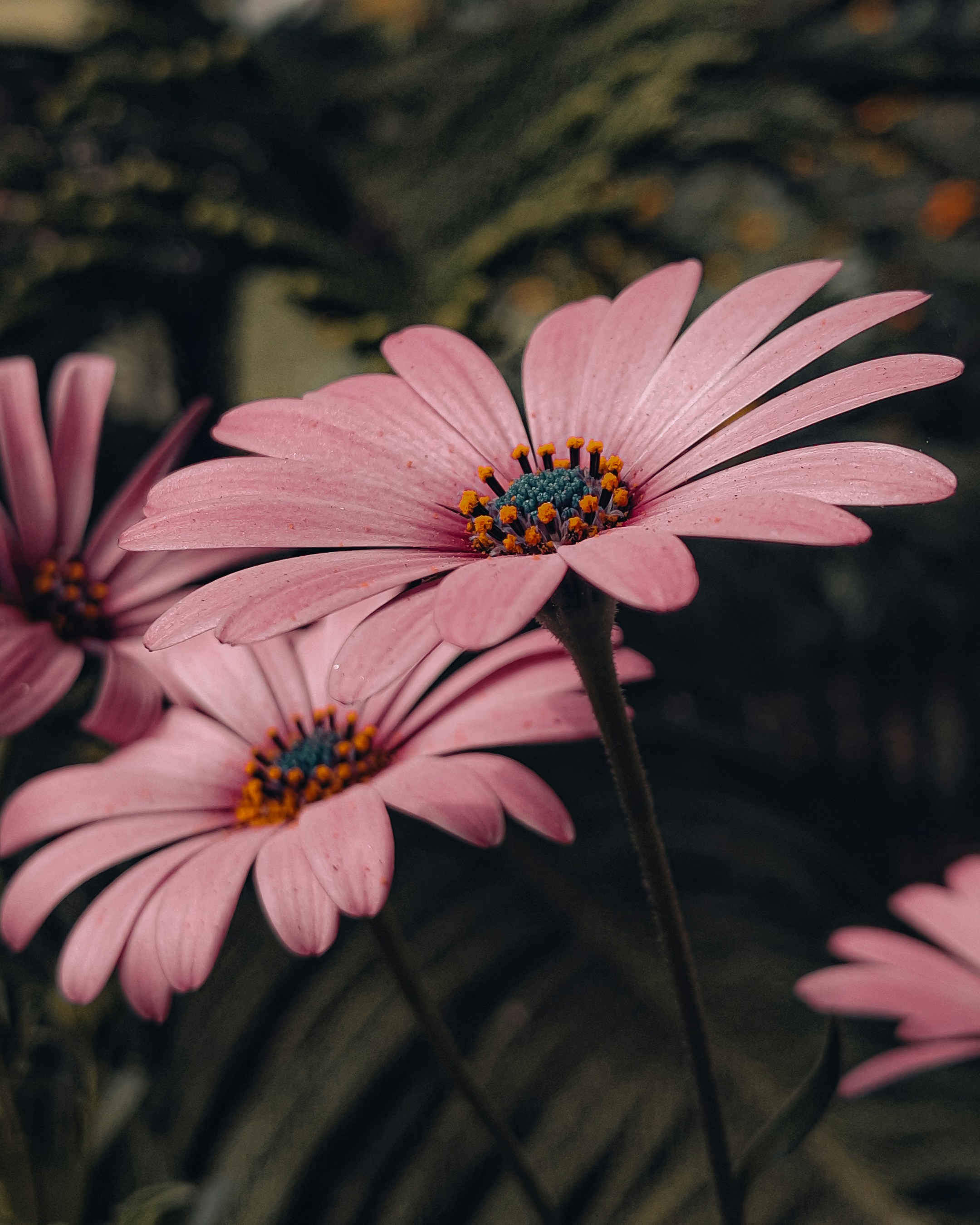 Photo by cinestellar_co