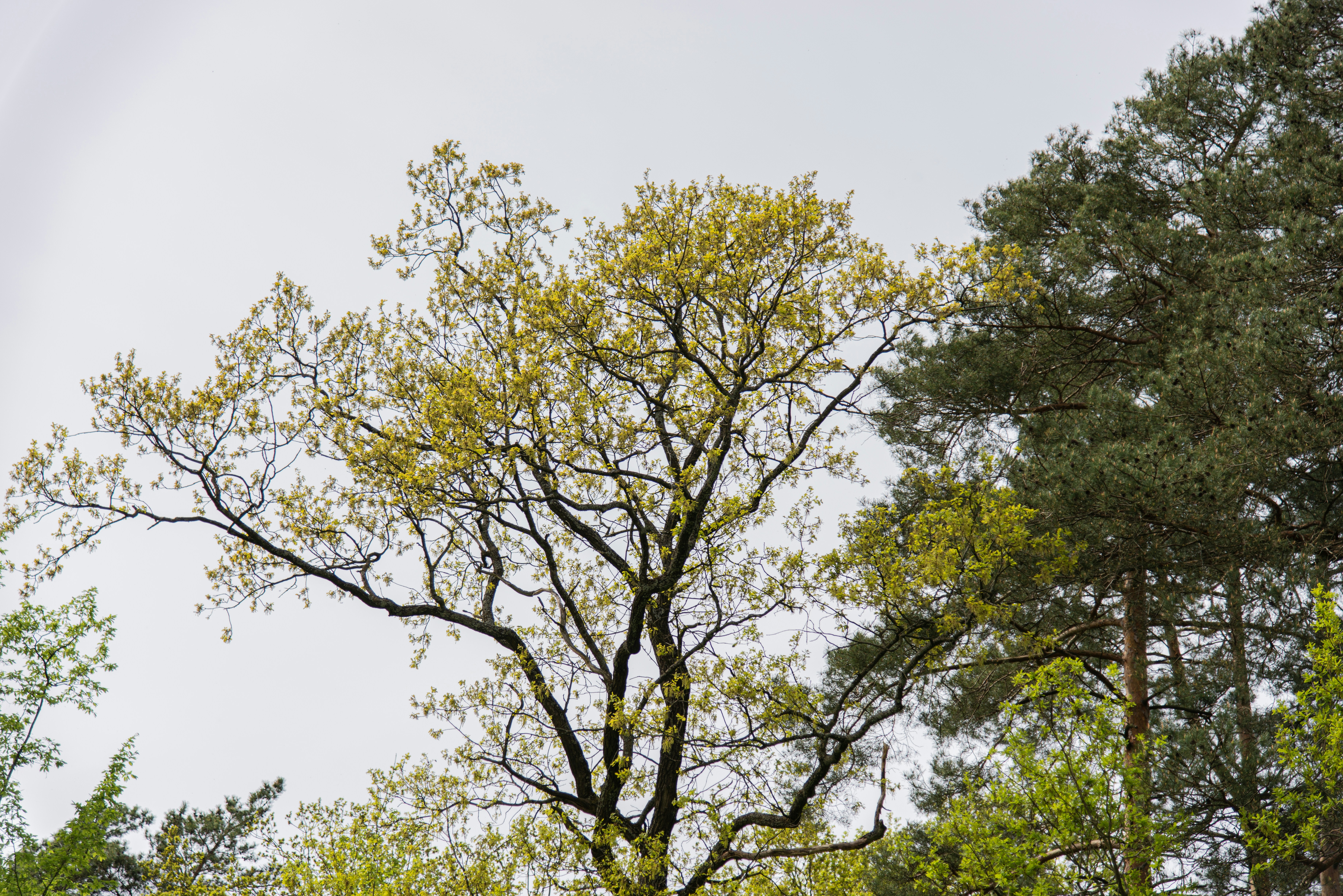 Photo by yaroslav_sliuz