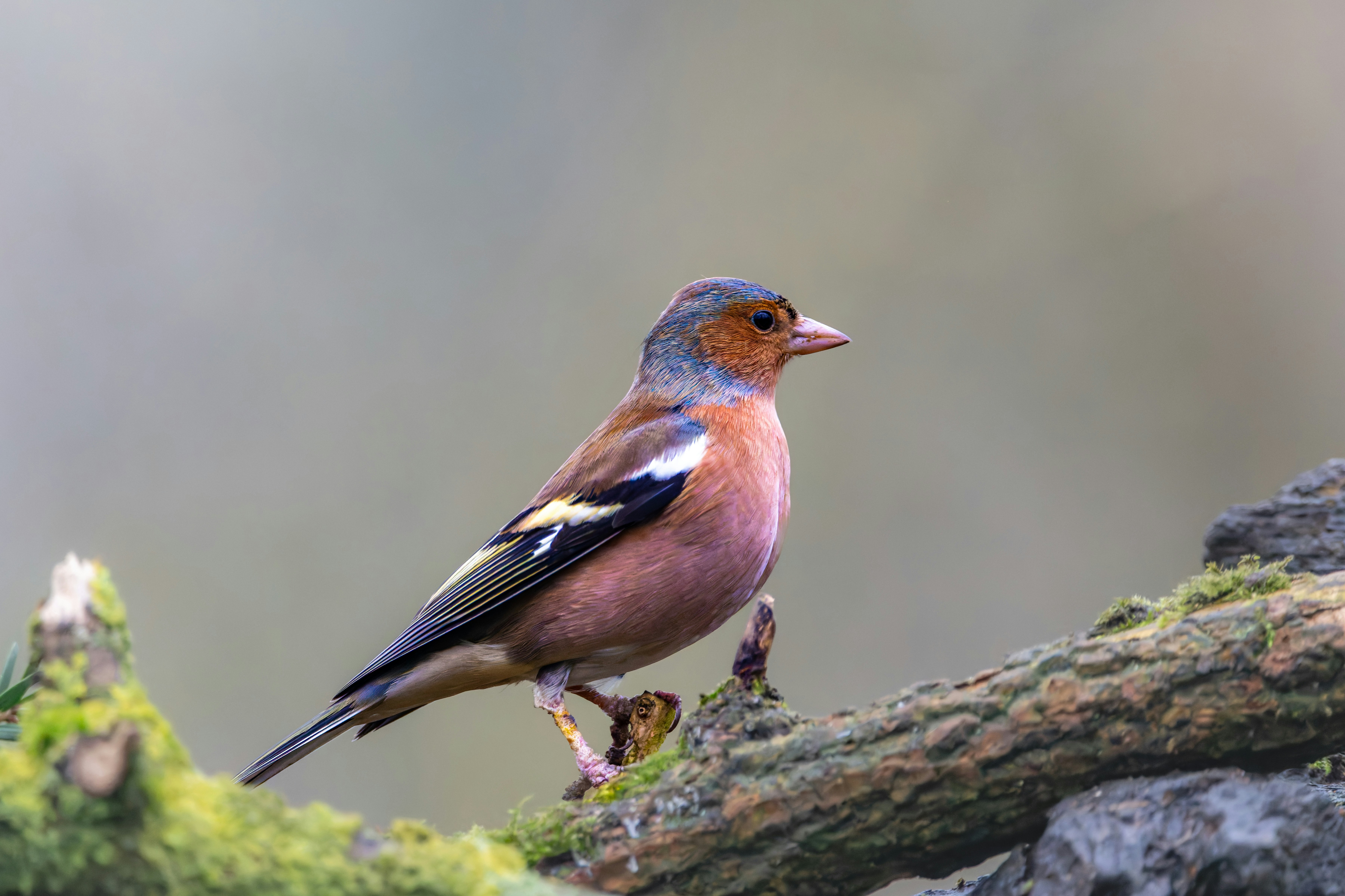 Photo by siegfriedpoepperl