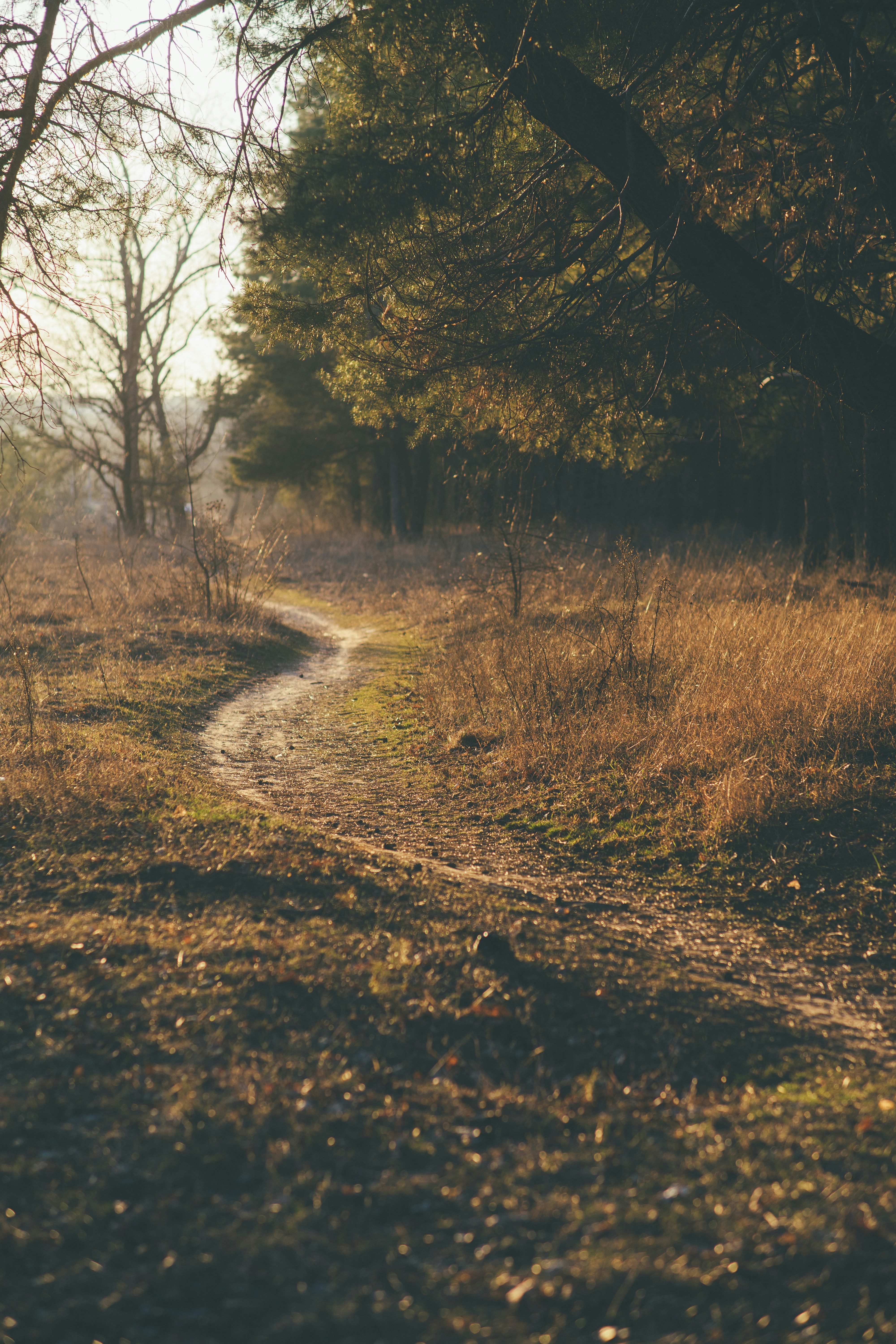 From Chaos to Clarity: Cultivating Patience and Purpose in Life