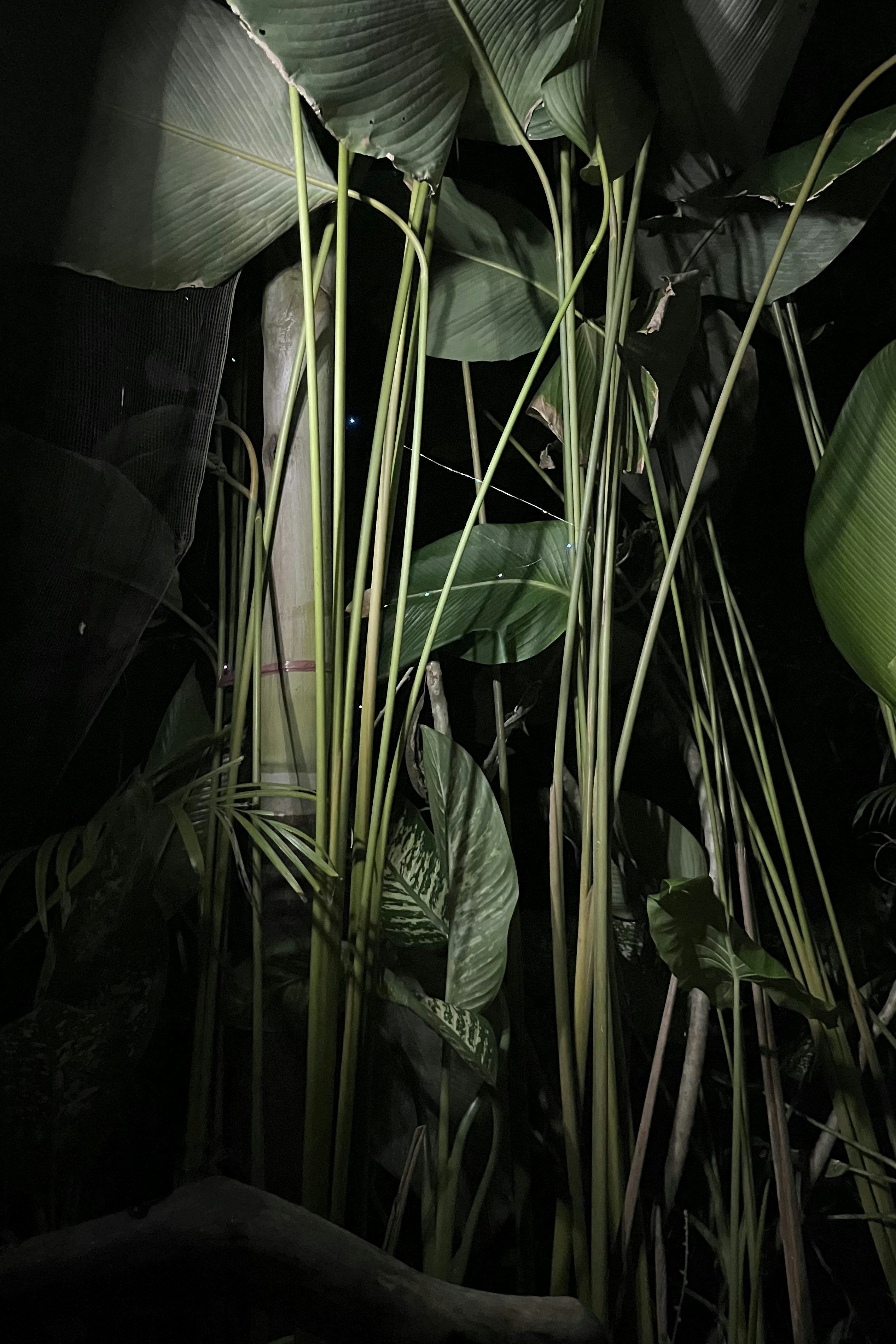 Dargestellt sind hohe Pflanzen mit breiten Blättern.