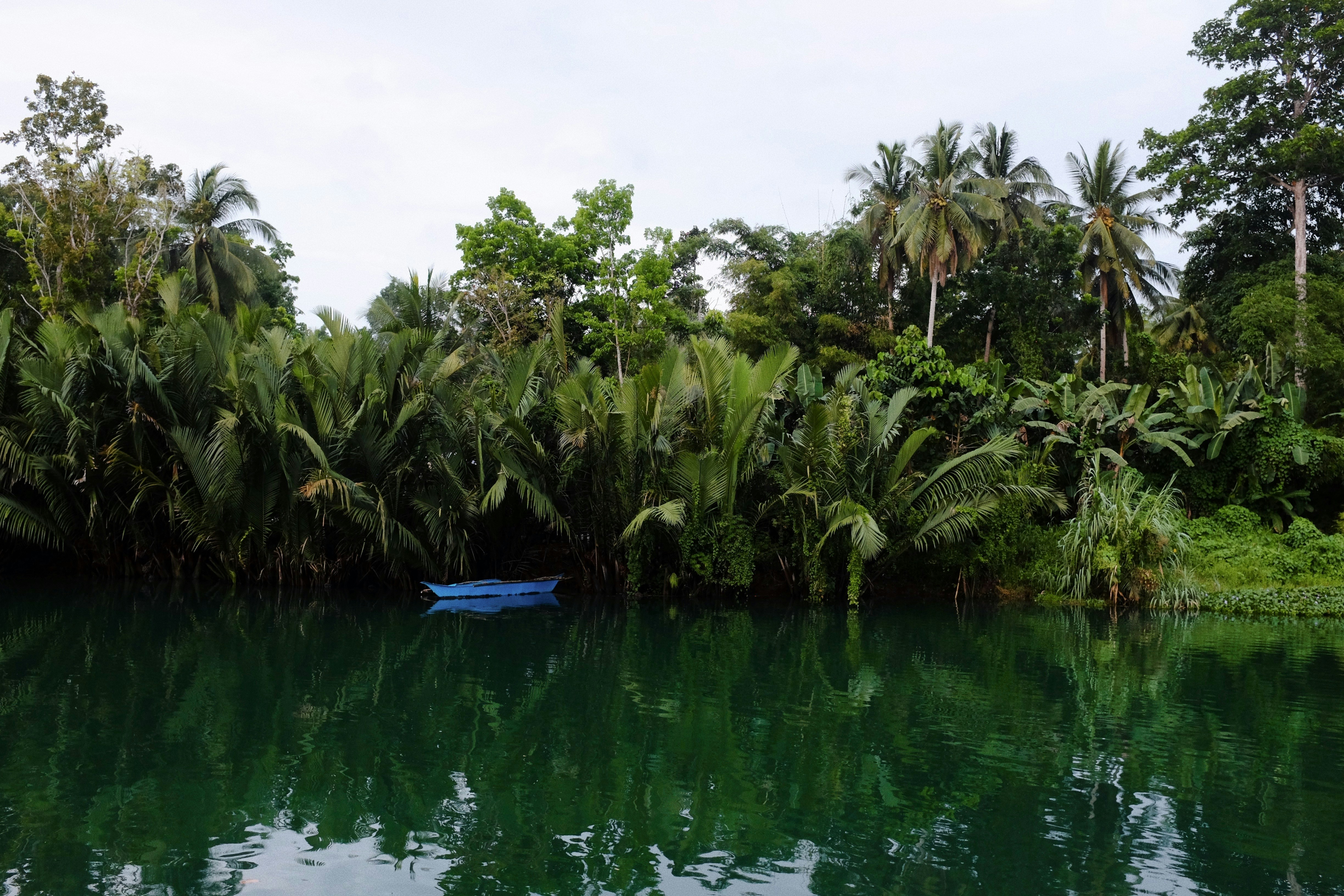 Ein Boot liegt in ruhigem Wasser, umgeben von Laub.