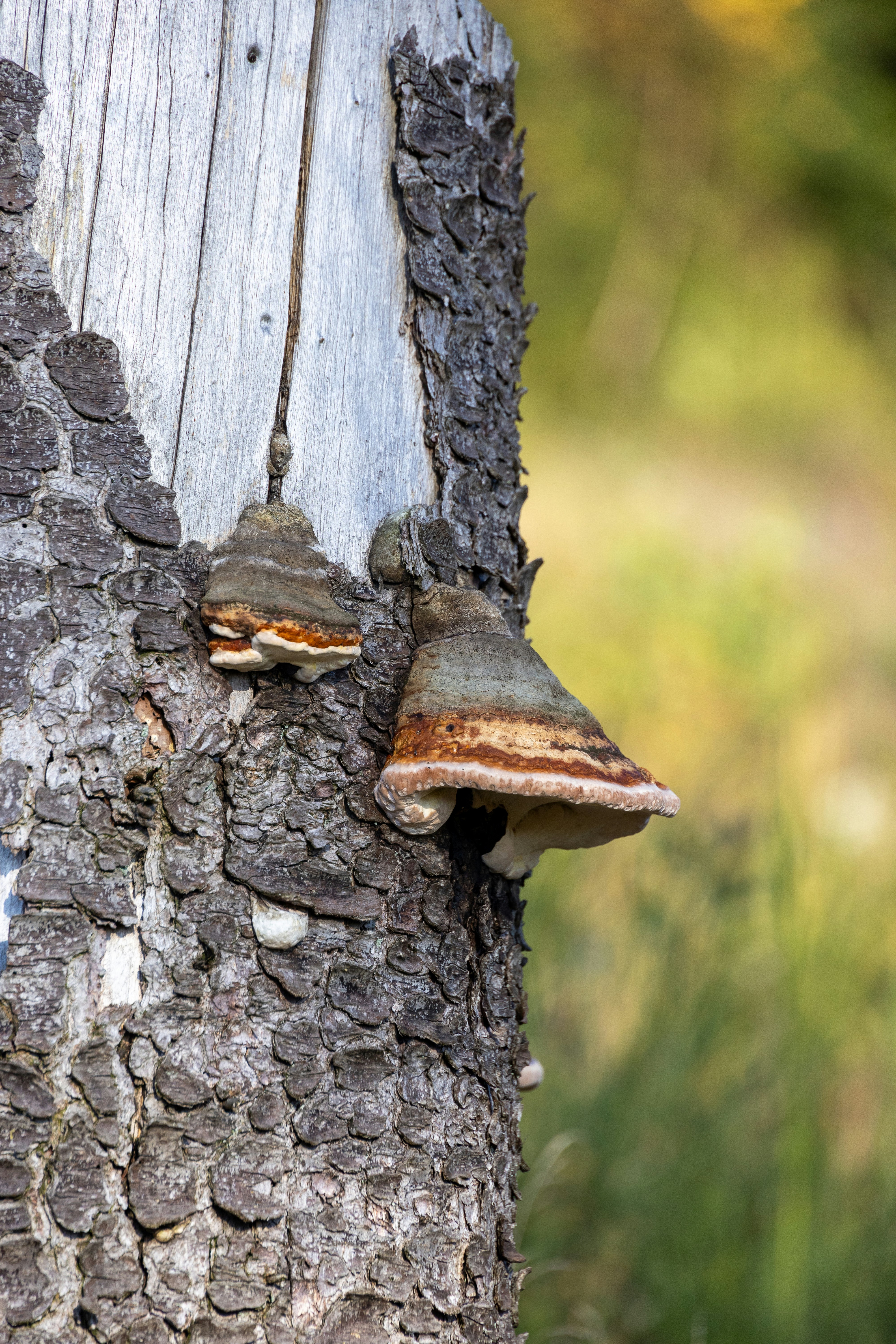 Photo by stockbirken