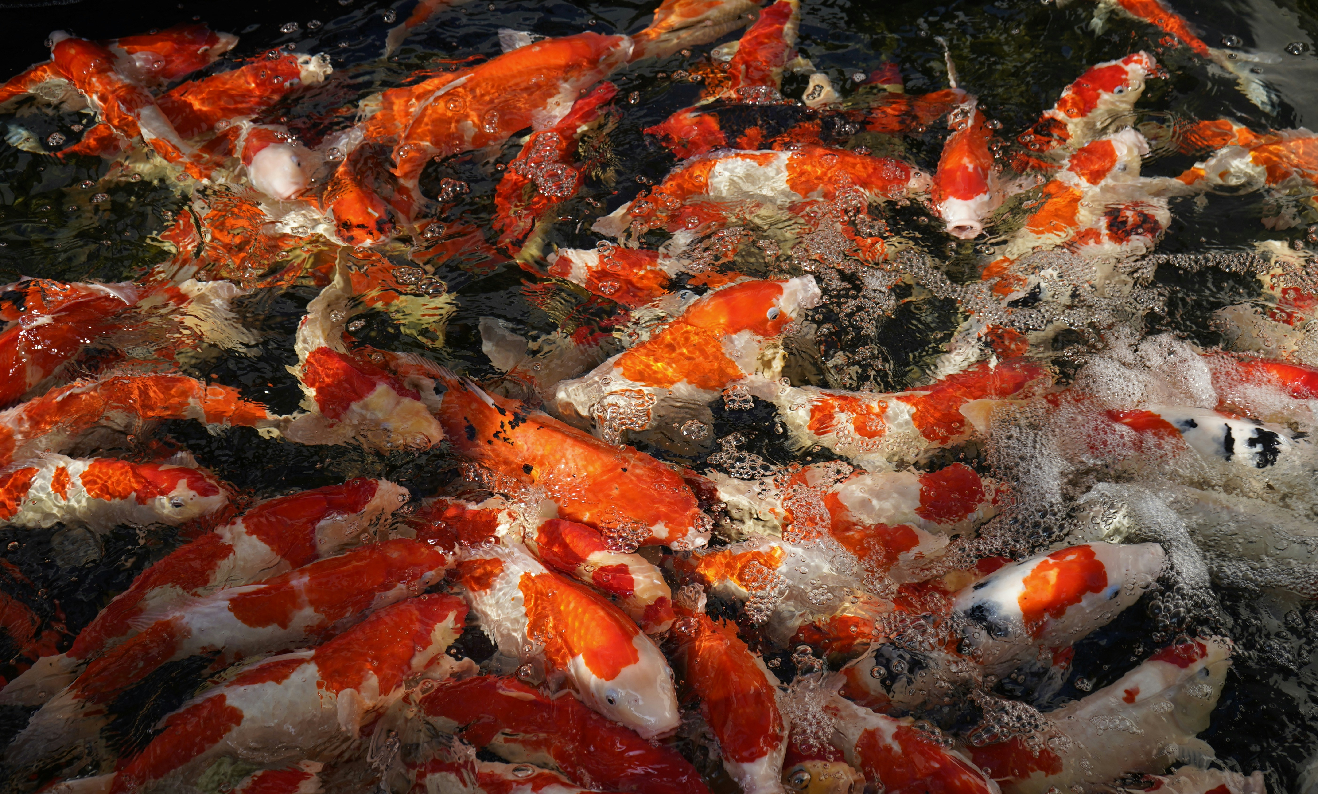 Koi fish are swimming in a pond.