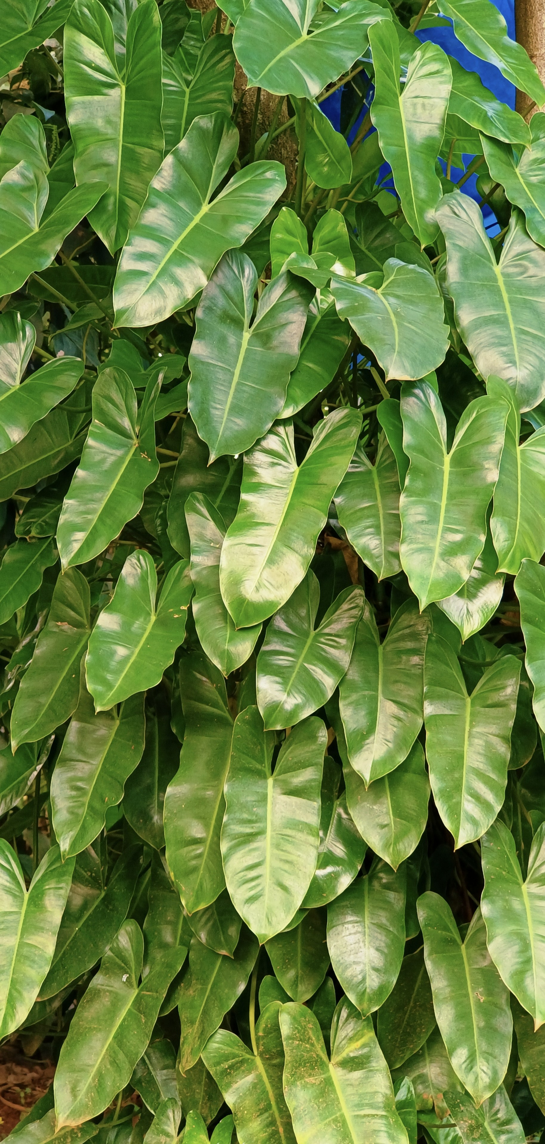 Photo by shahee_hashi