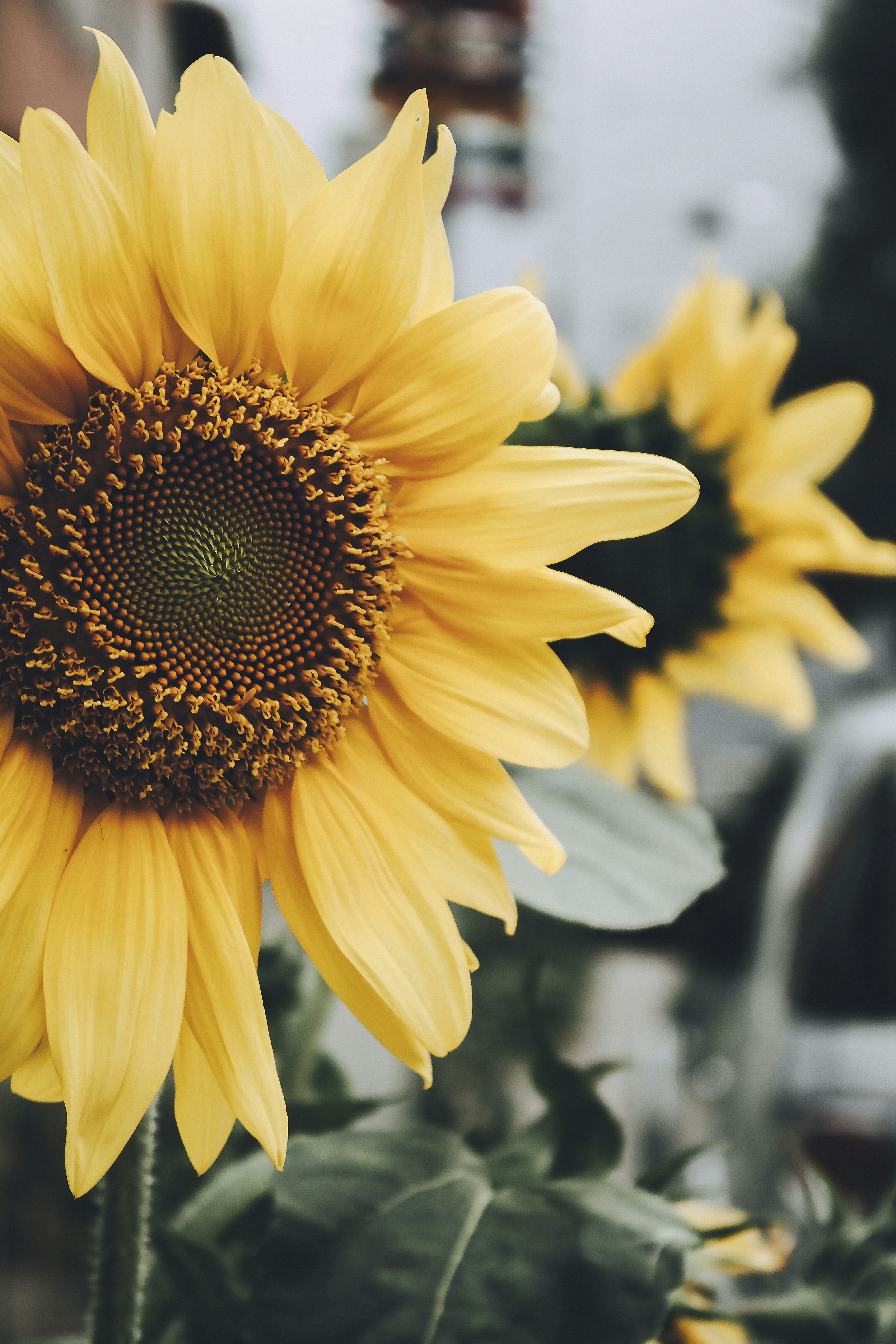 Photo by americanaez225