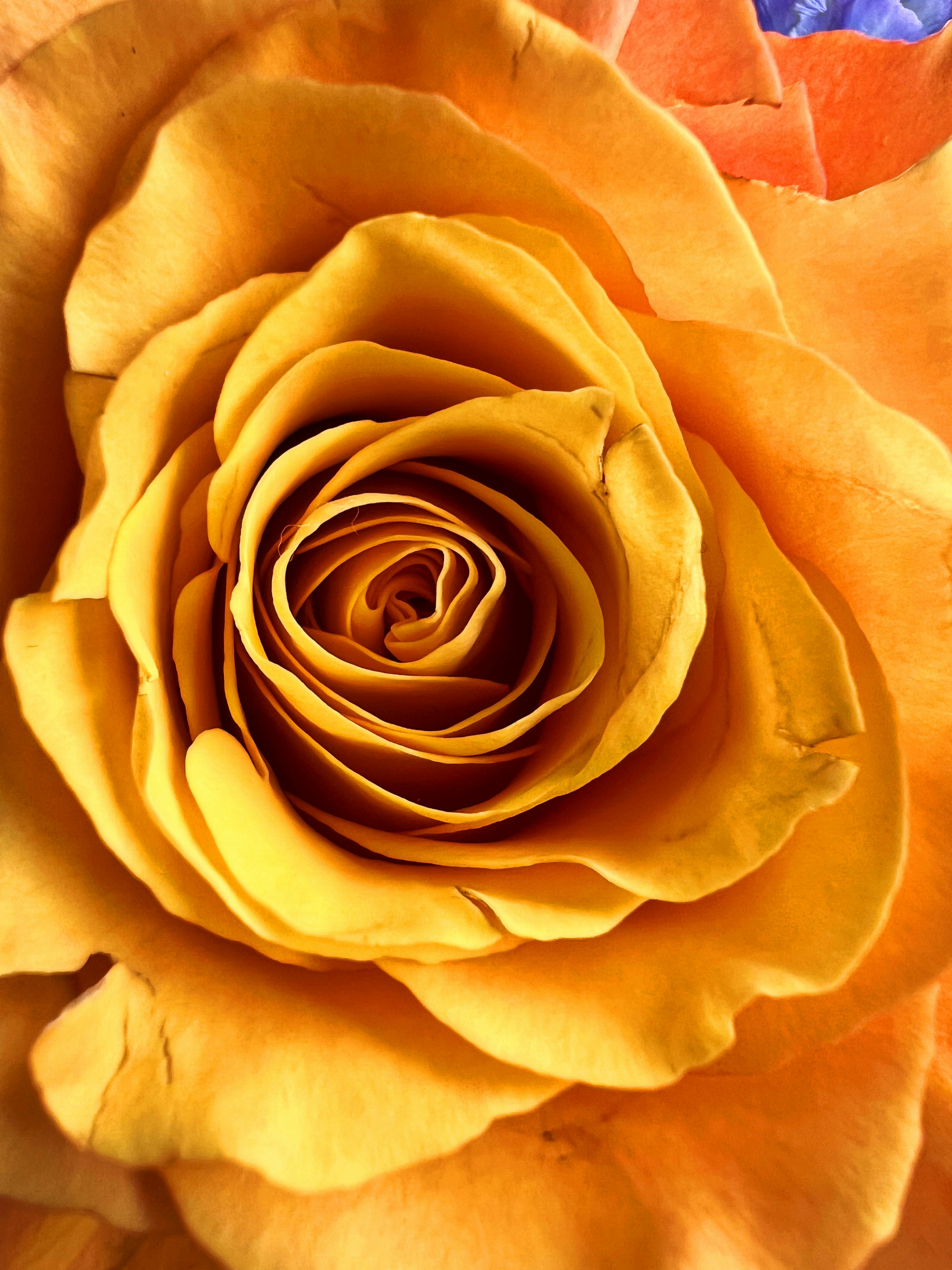 Photo by shaimaaasami