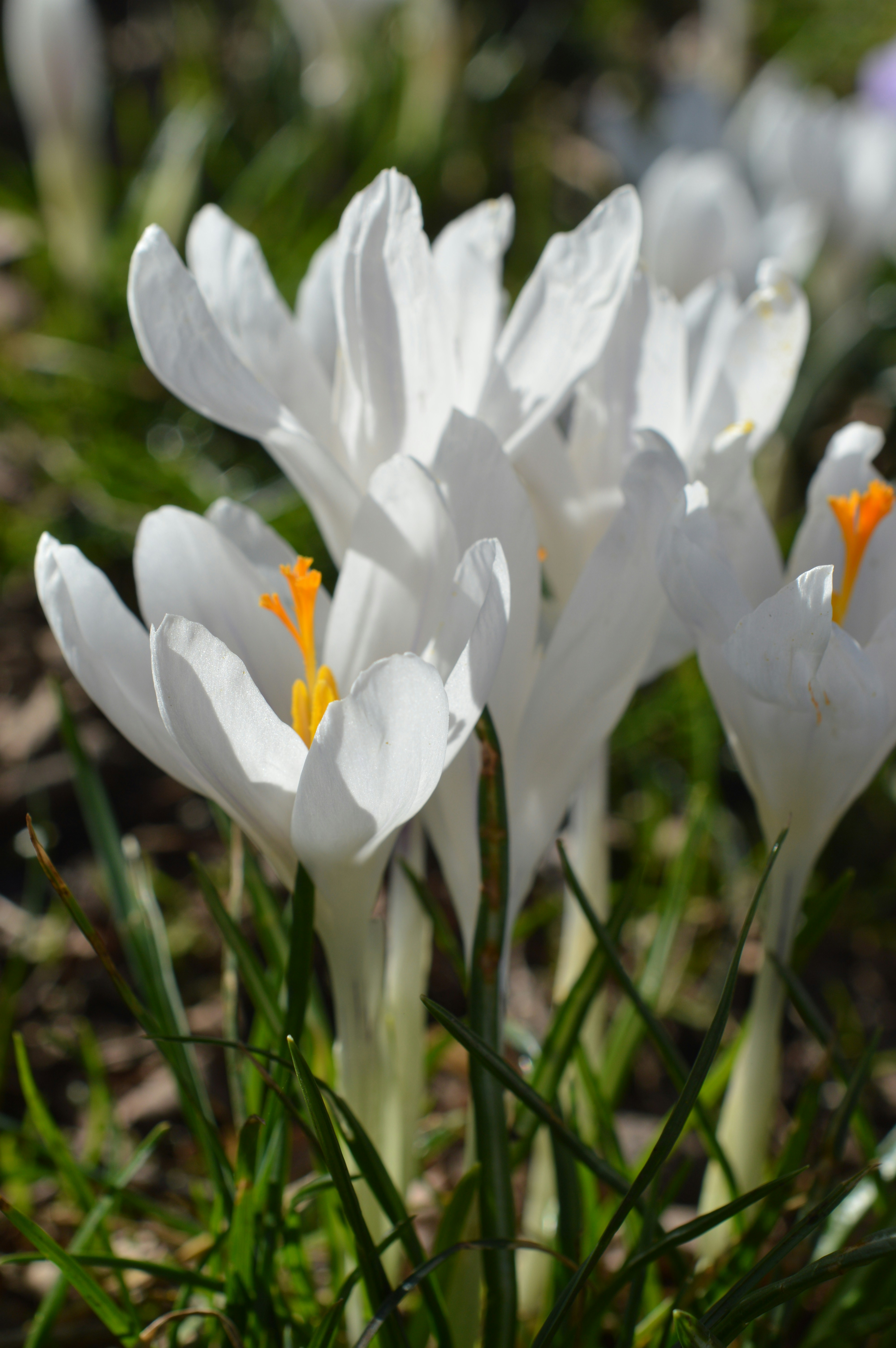 Photo by scandispirit