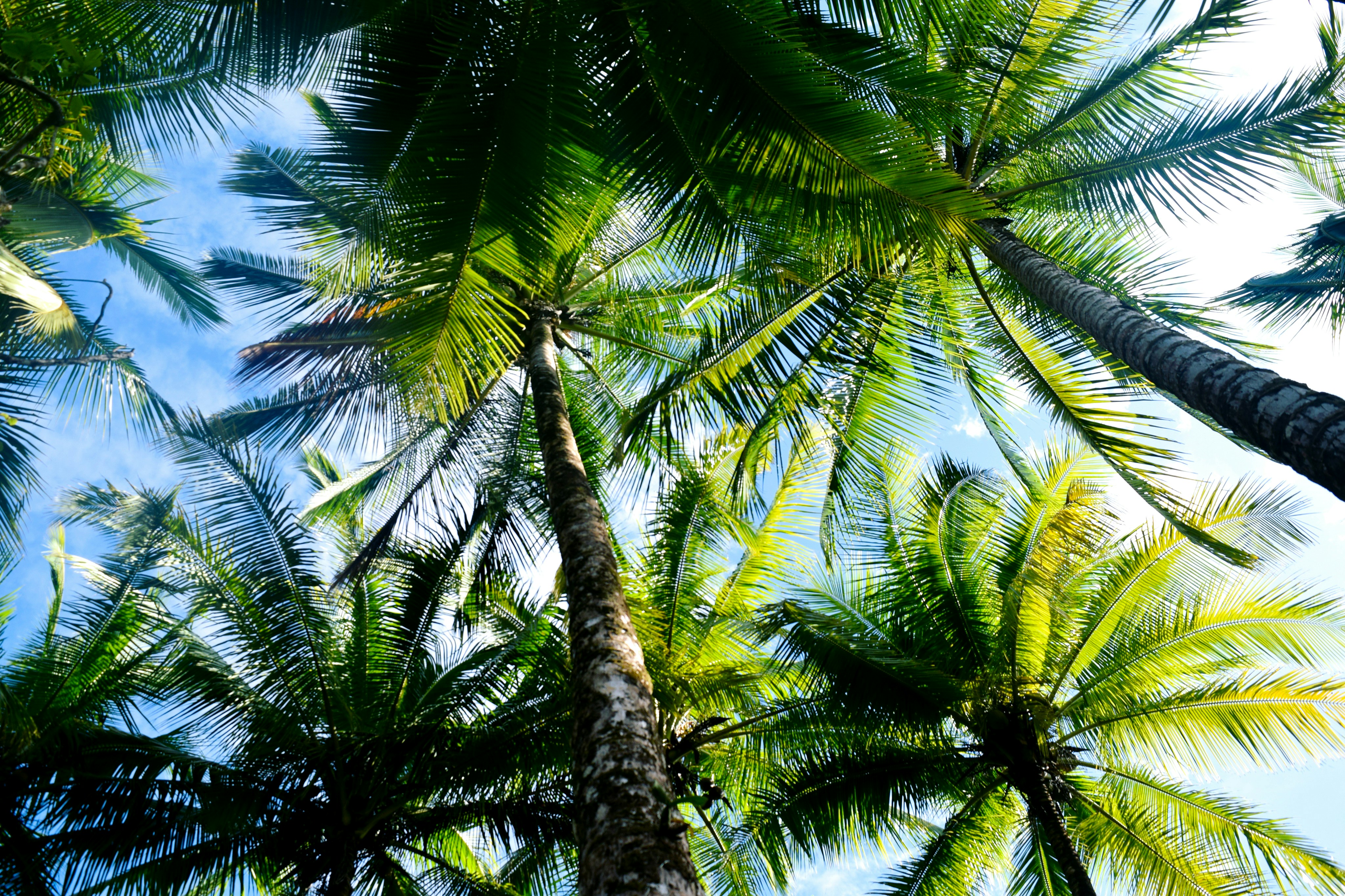 tropical island wallpaper, wallpaper, Best Islands for Primitive Camping 6