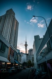 Auckland's sky tower amidst city buildings.