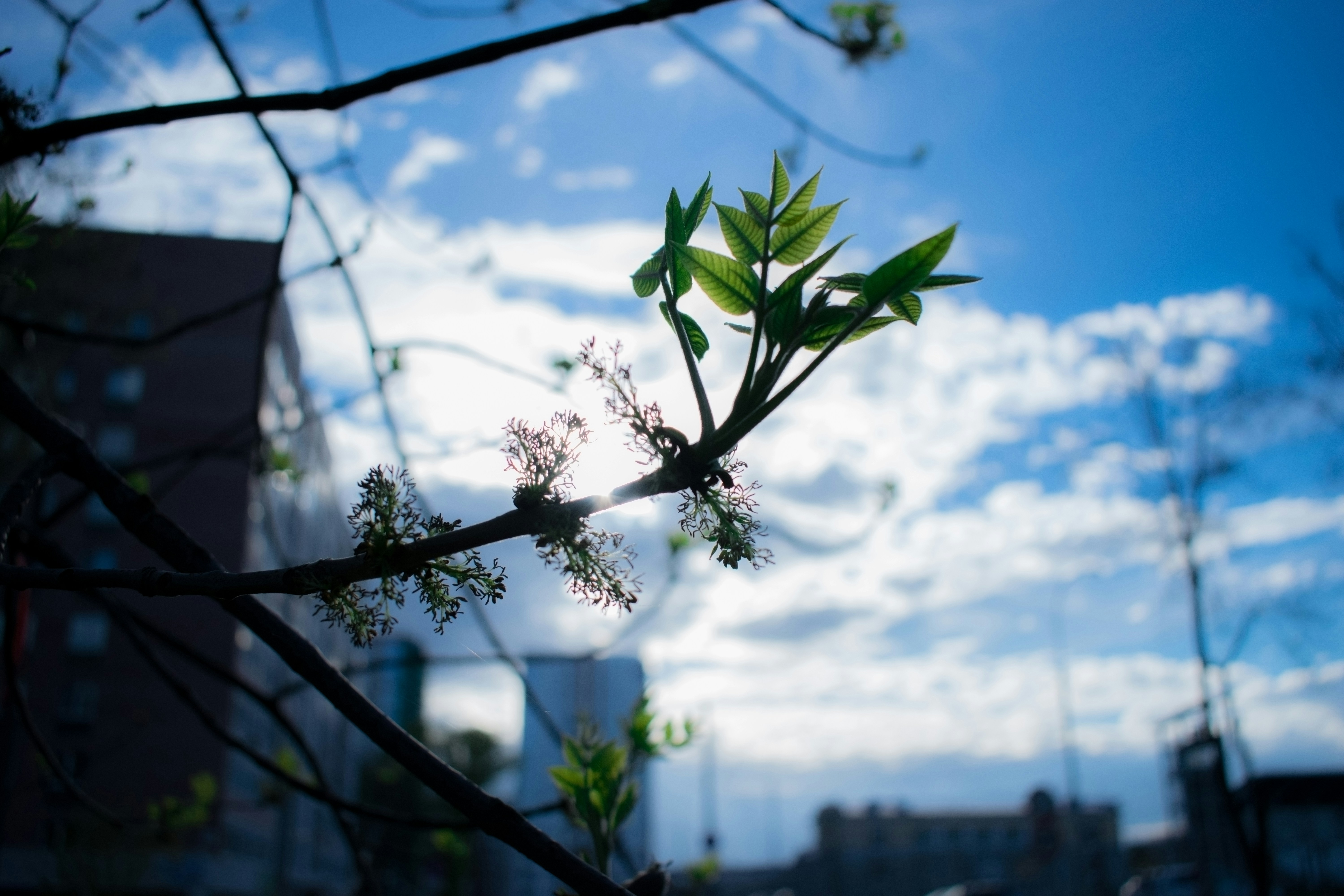 Leaves and sky are seen through tree branches.