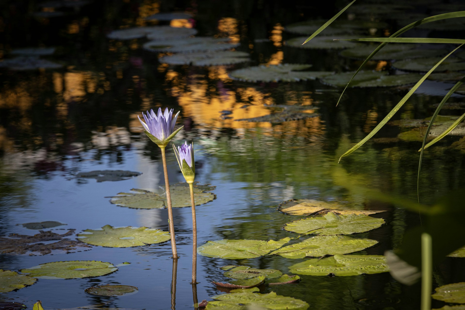 Purple water lilies bloom on a pond.