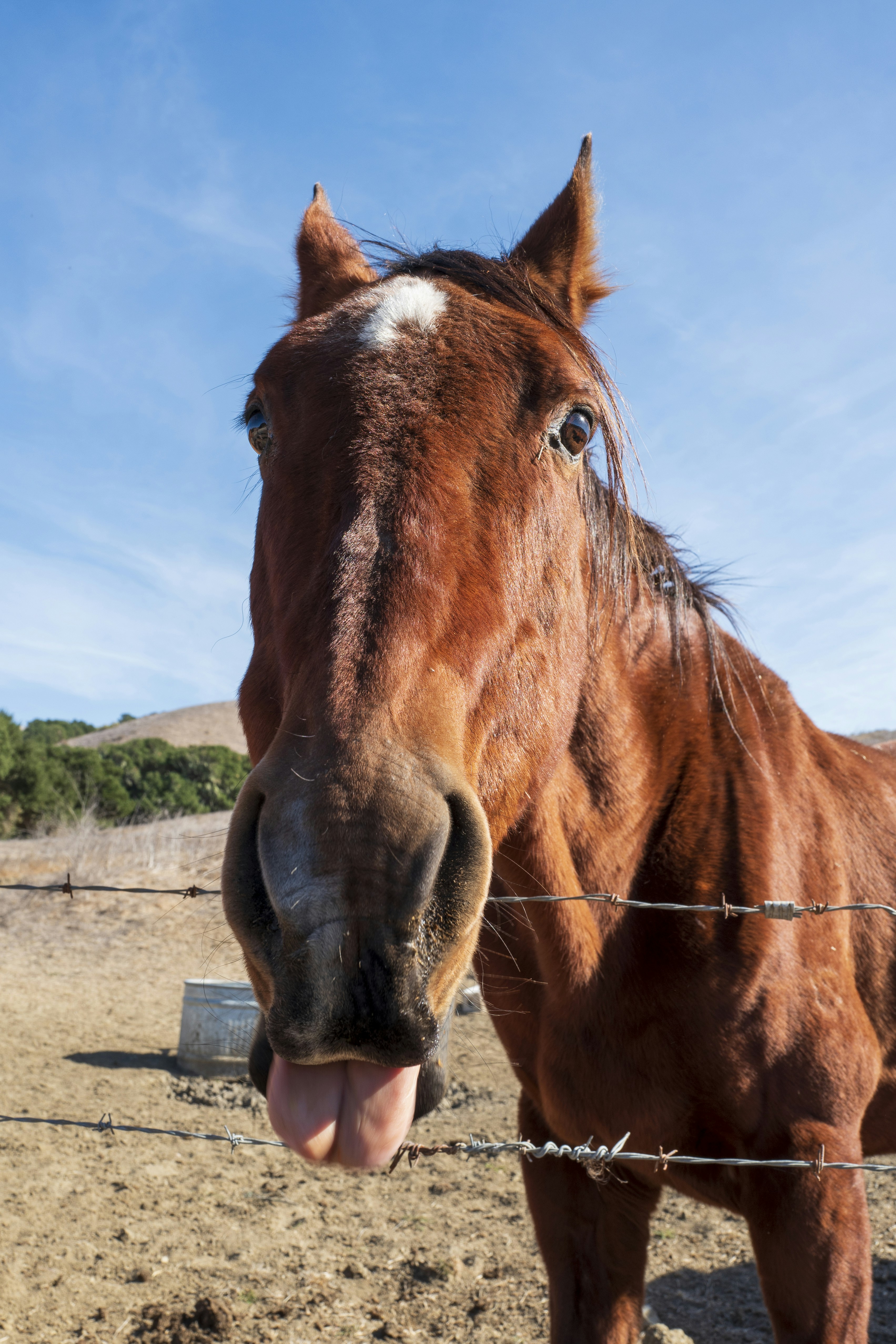 A horse sticks out its tongue.