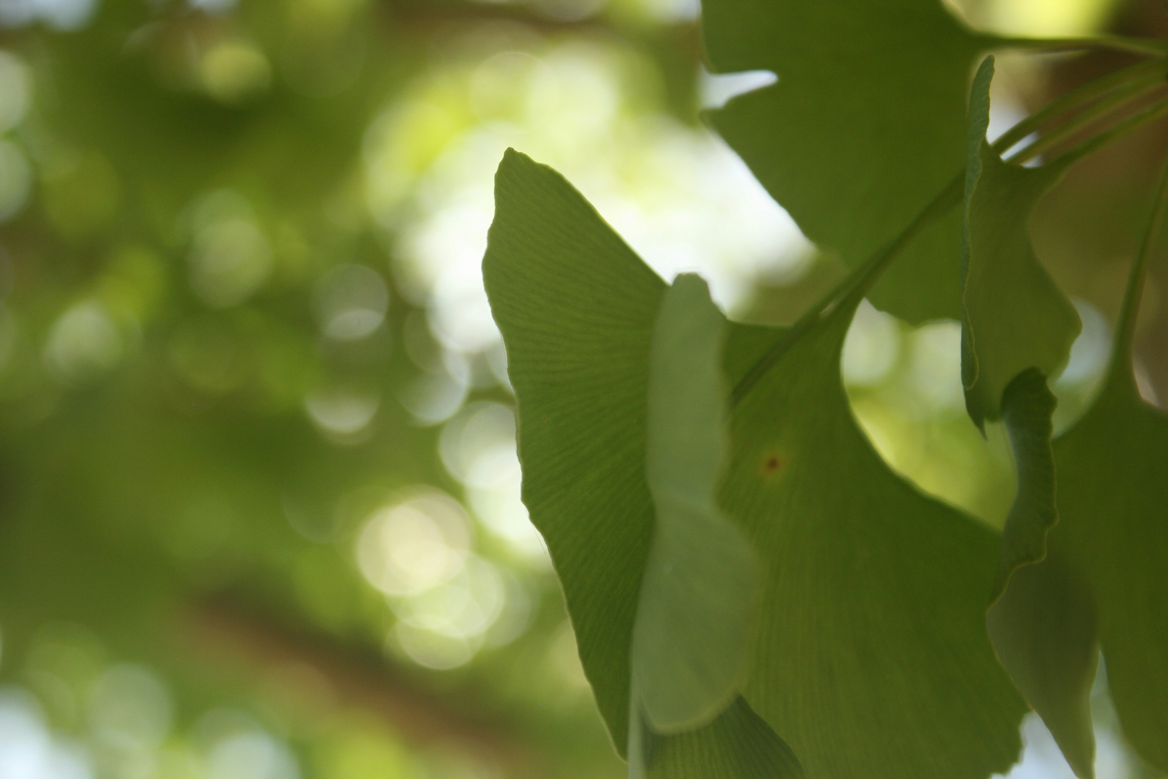 Photo by insert_username_here__