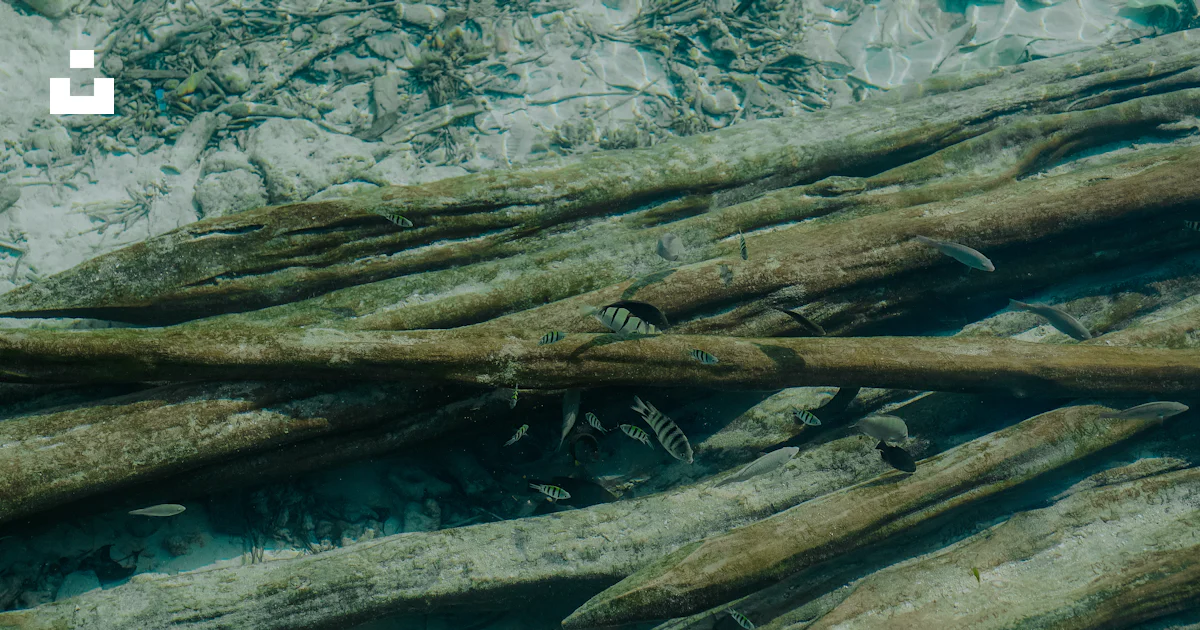 Logs and small fish are seen underwater. photo – Free Background Image ...