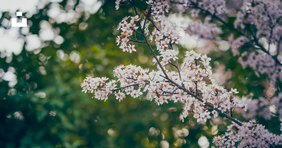 Tree Top Photography Flowering tree branch with blossoms and leaves - Free Photo on Unsplash