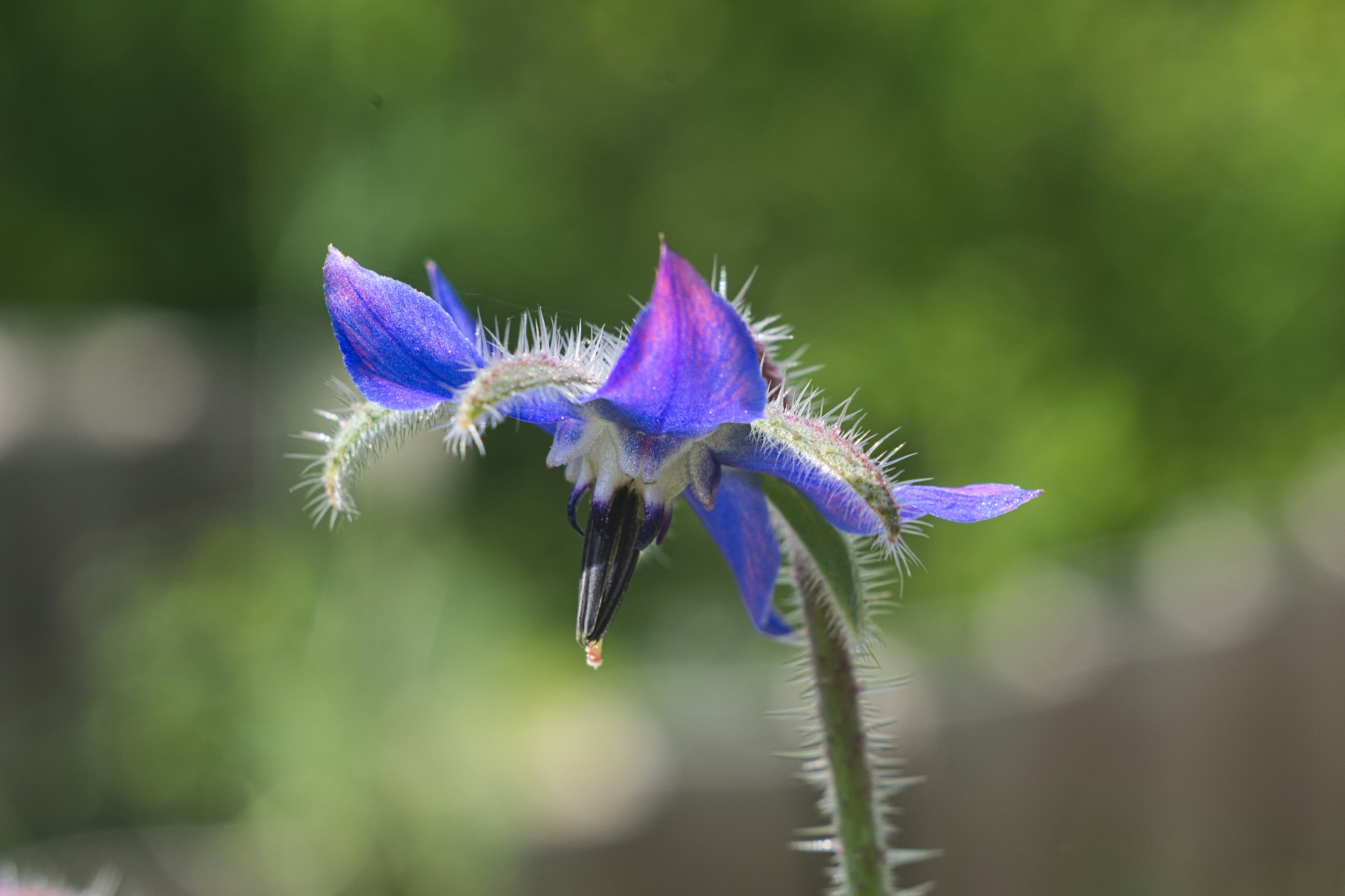A vibrant blue borage flower in full bloom