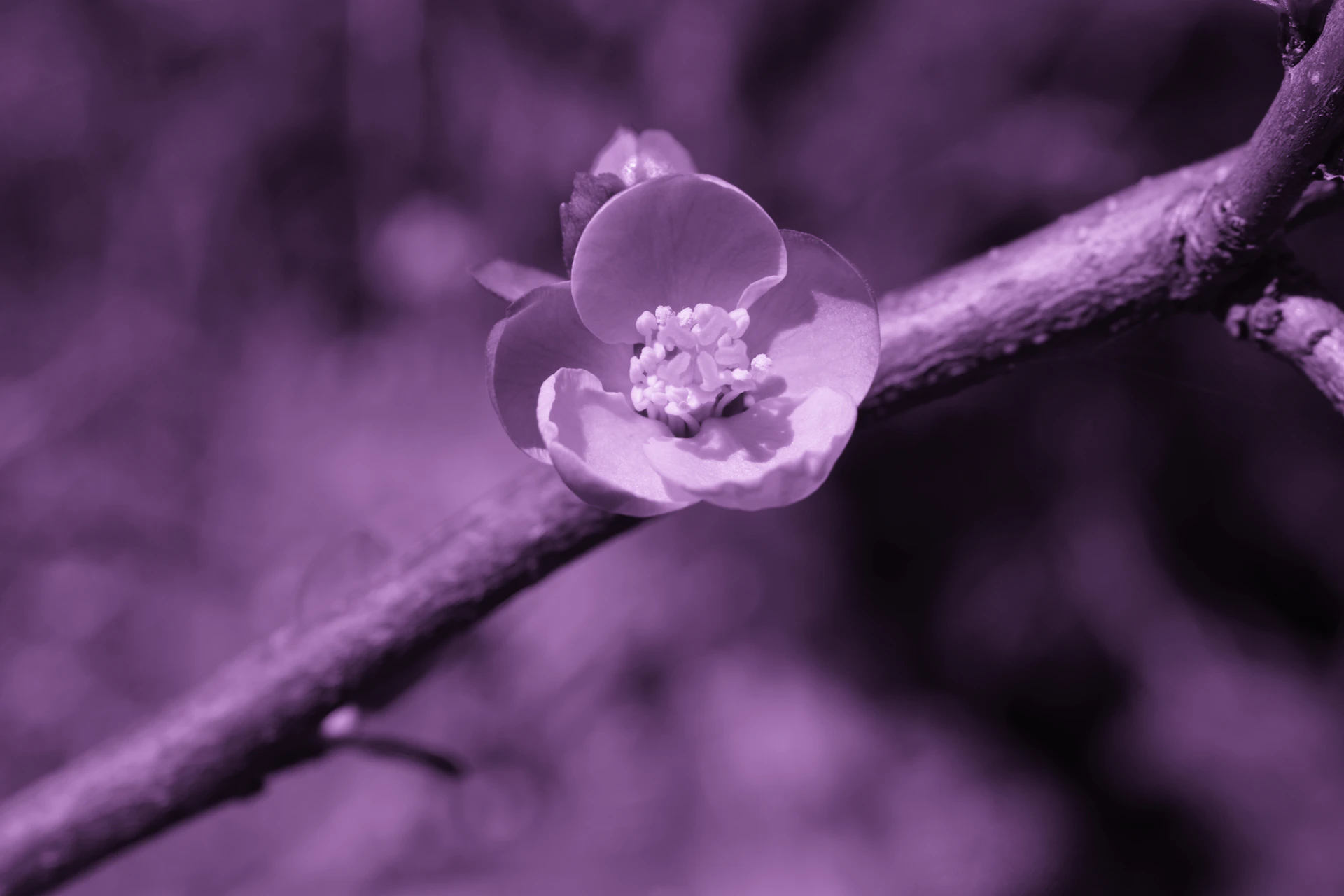 A delicate purple flower blooms on a branch.