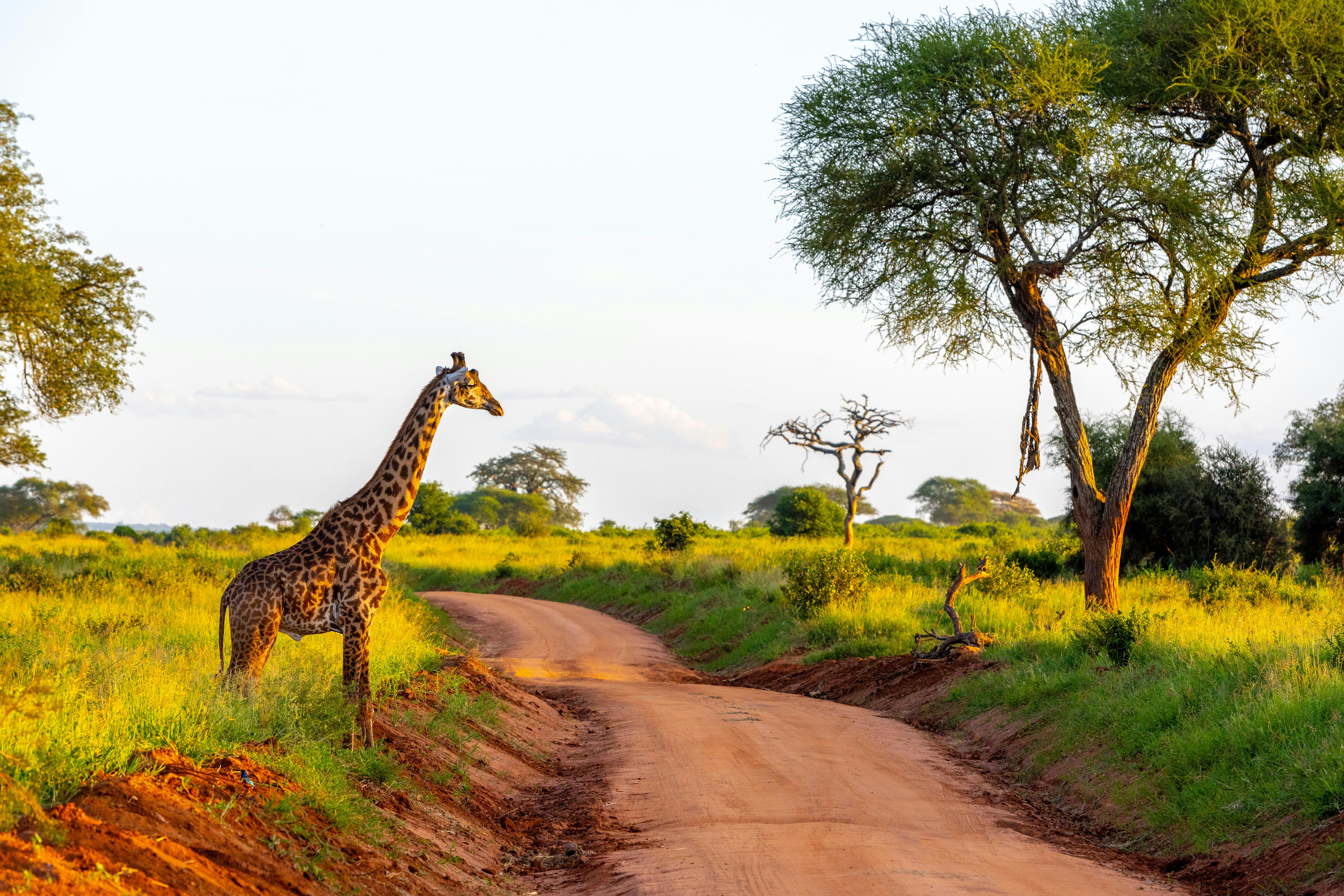 A giraffe stands next to a dirt road.