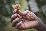 A hand holds delicate, unopened flowers.