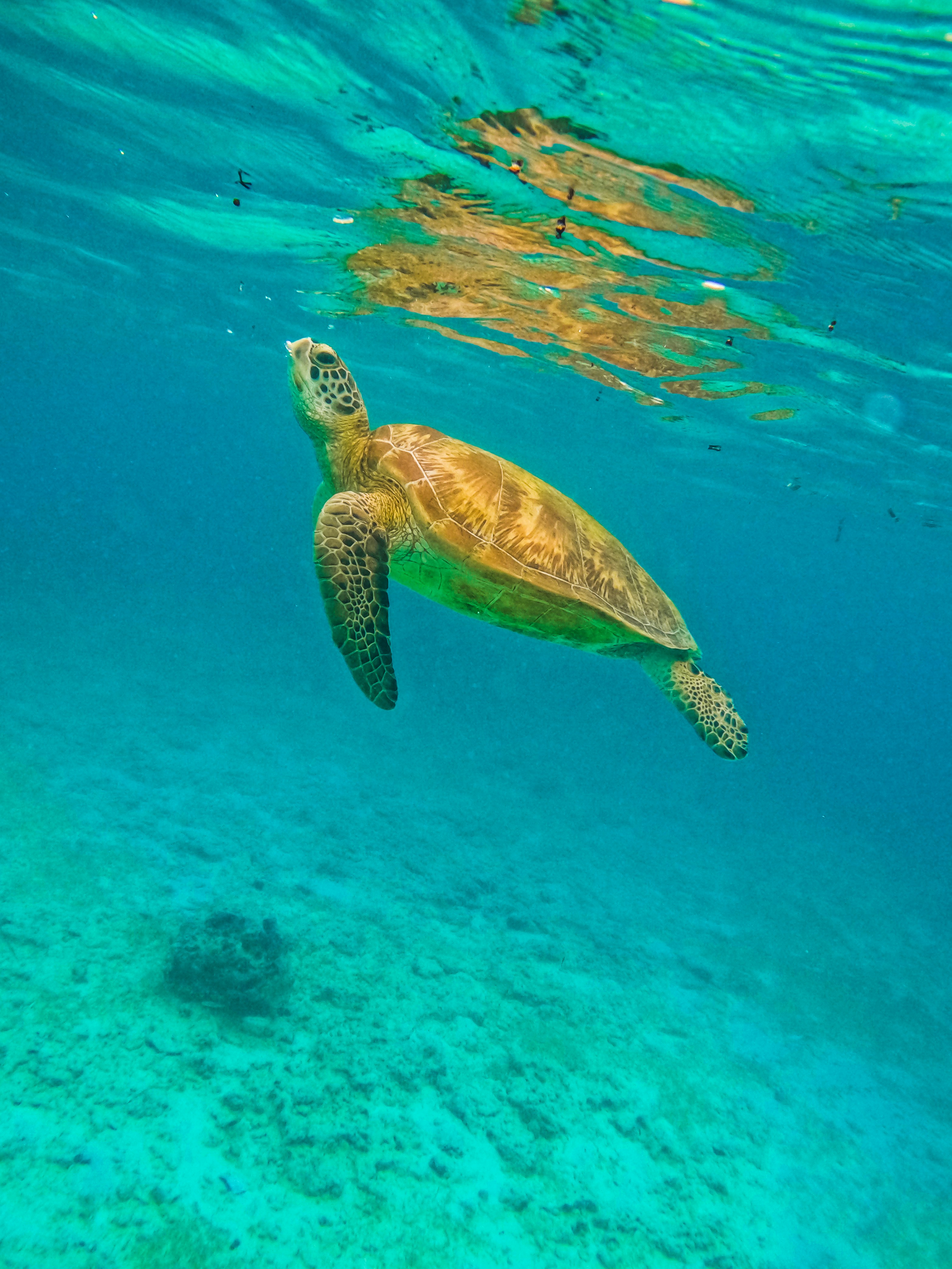 Photo by sanjeev_shakya