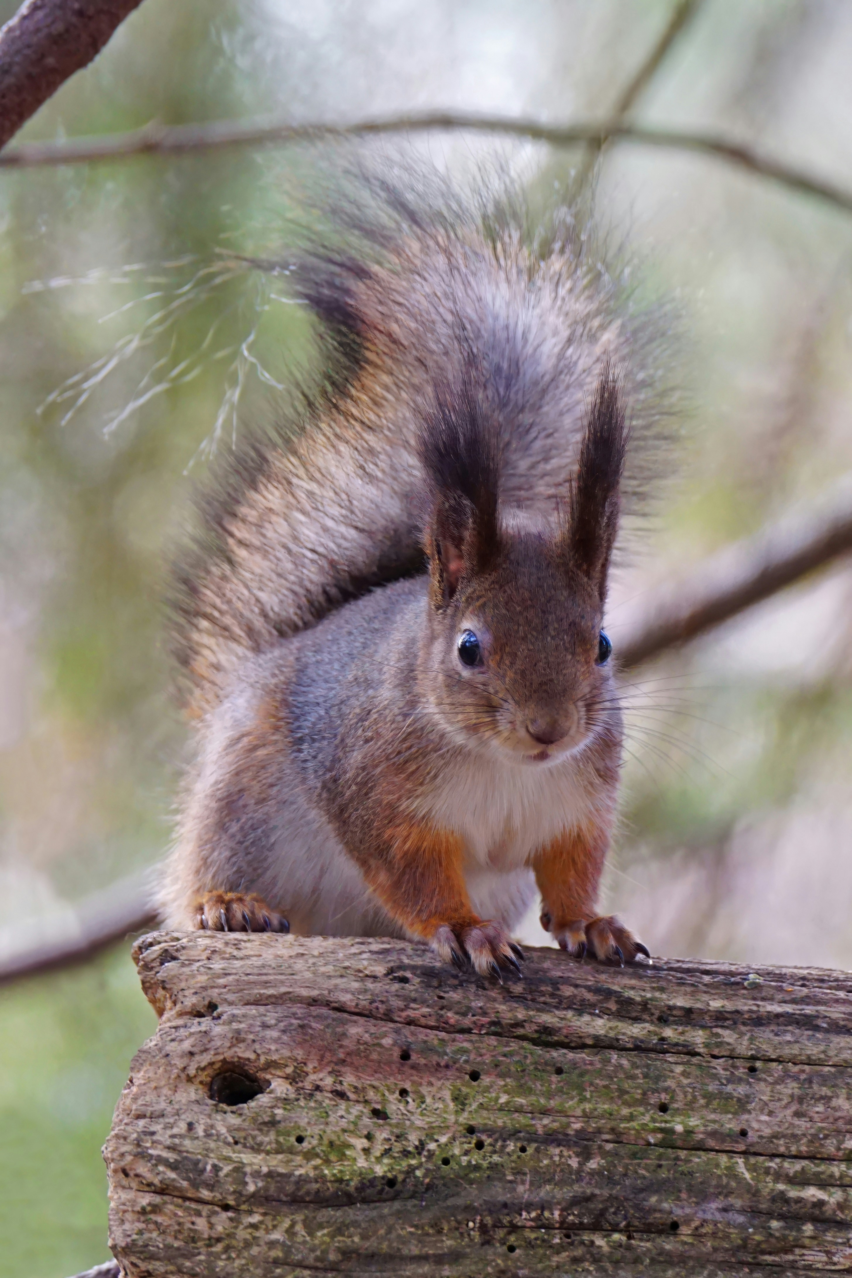 Photo by marttisalmi