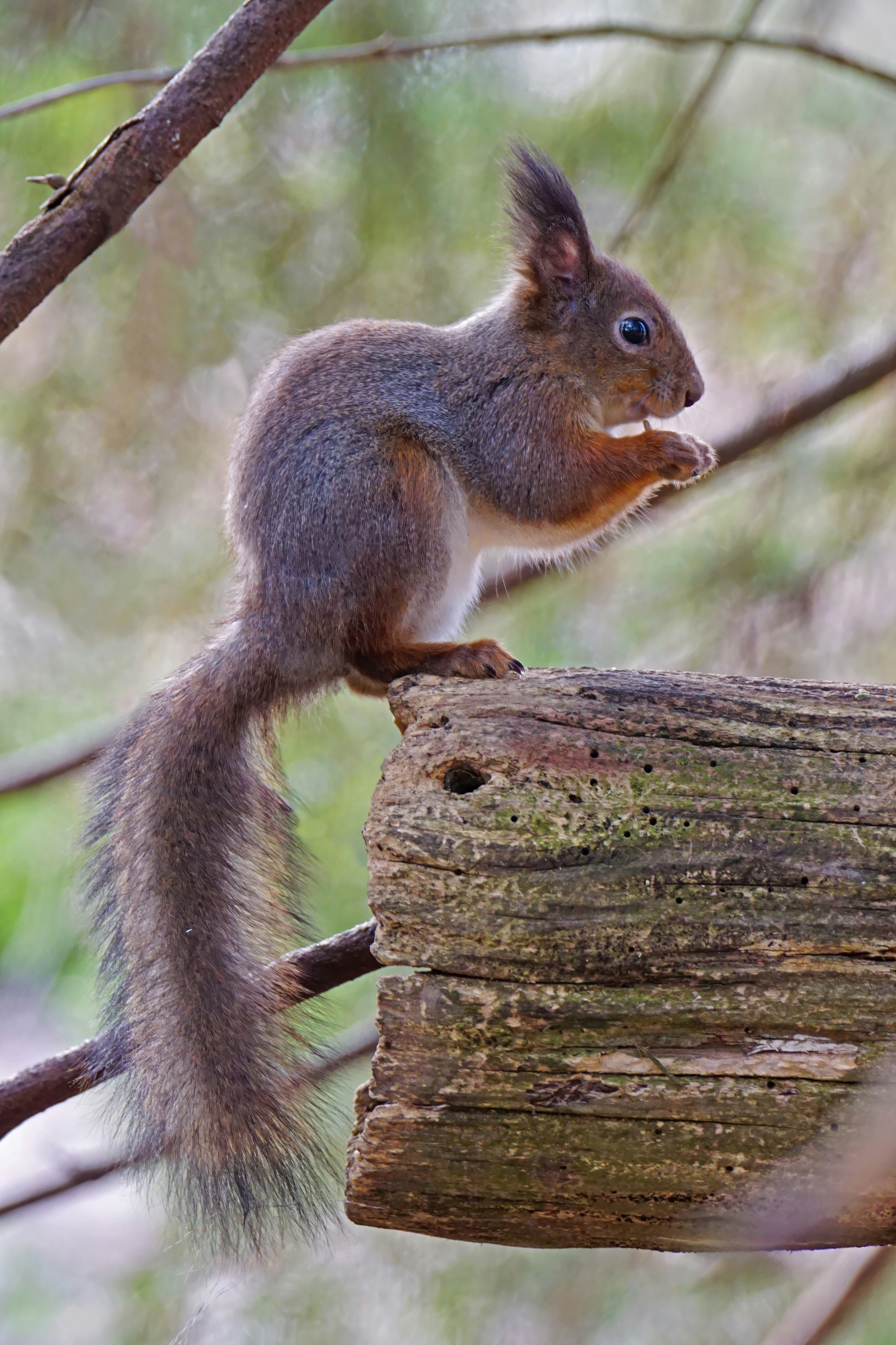 Photo by marttisalmi