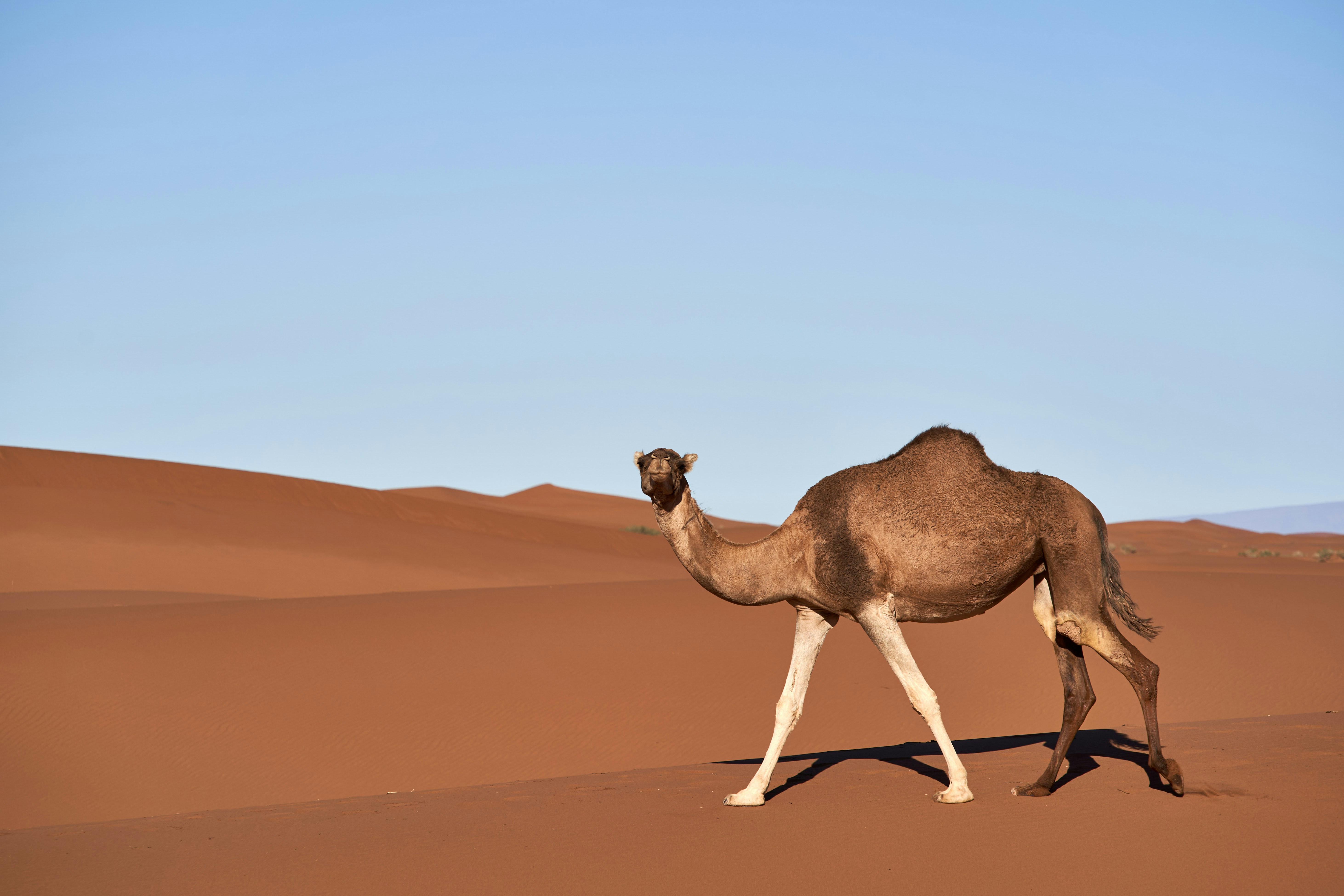 Photo by wolfgang_hasselmann