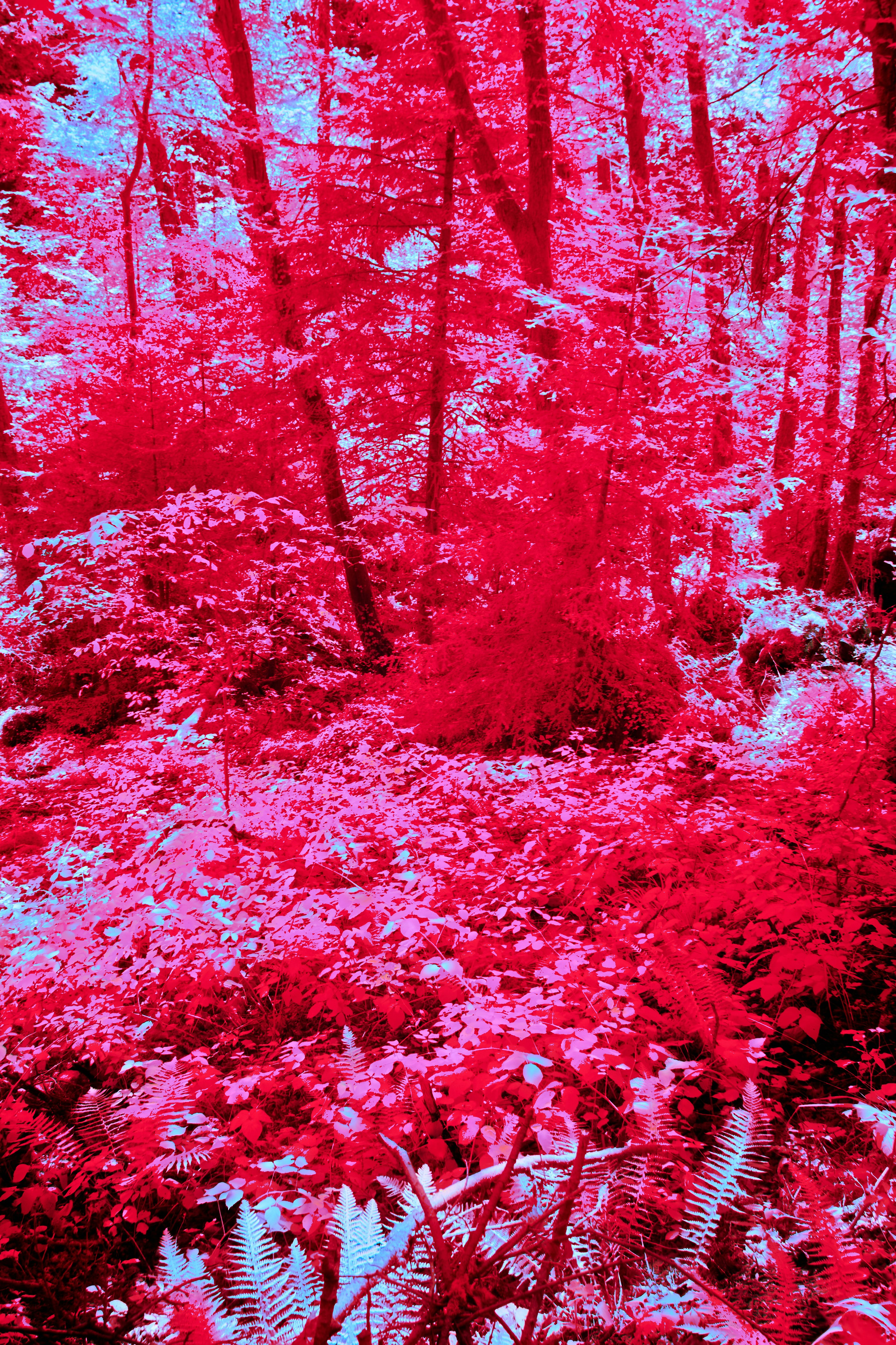 Photo by wolfgang_hasselmann