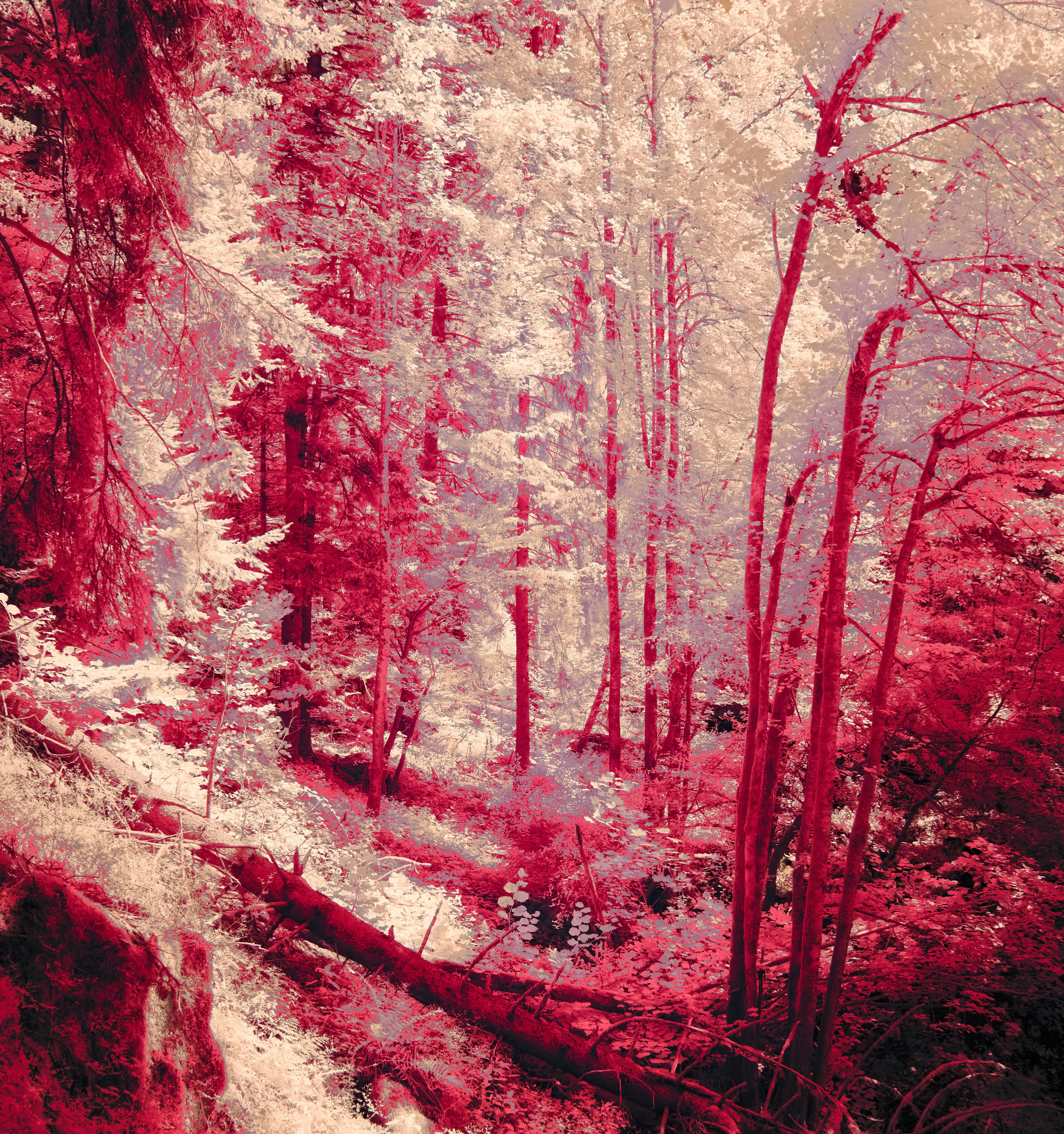 Photo by wolfgang_hasselmann