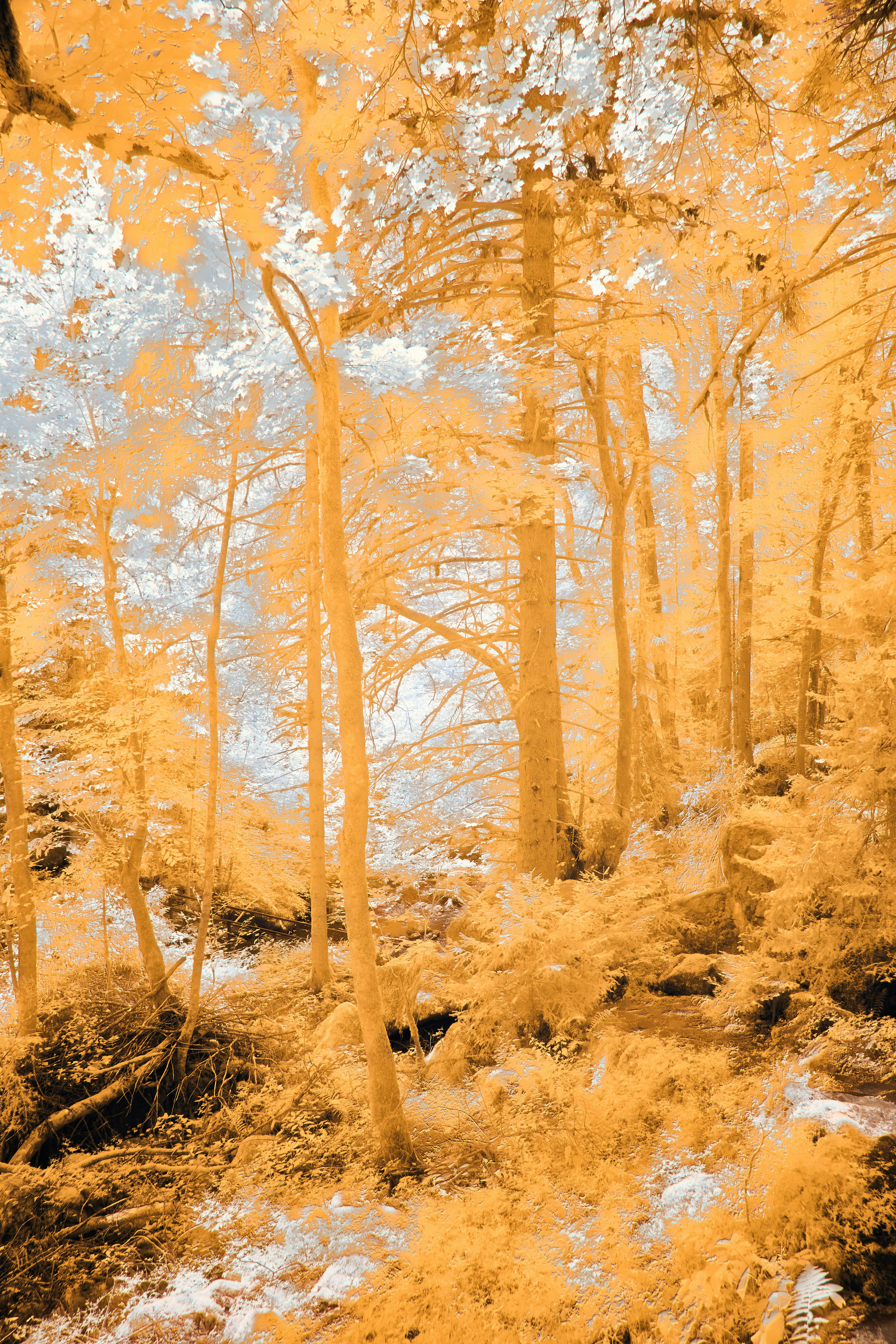 Photo by wolfgang_hasselmann