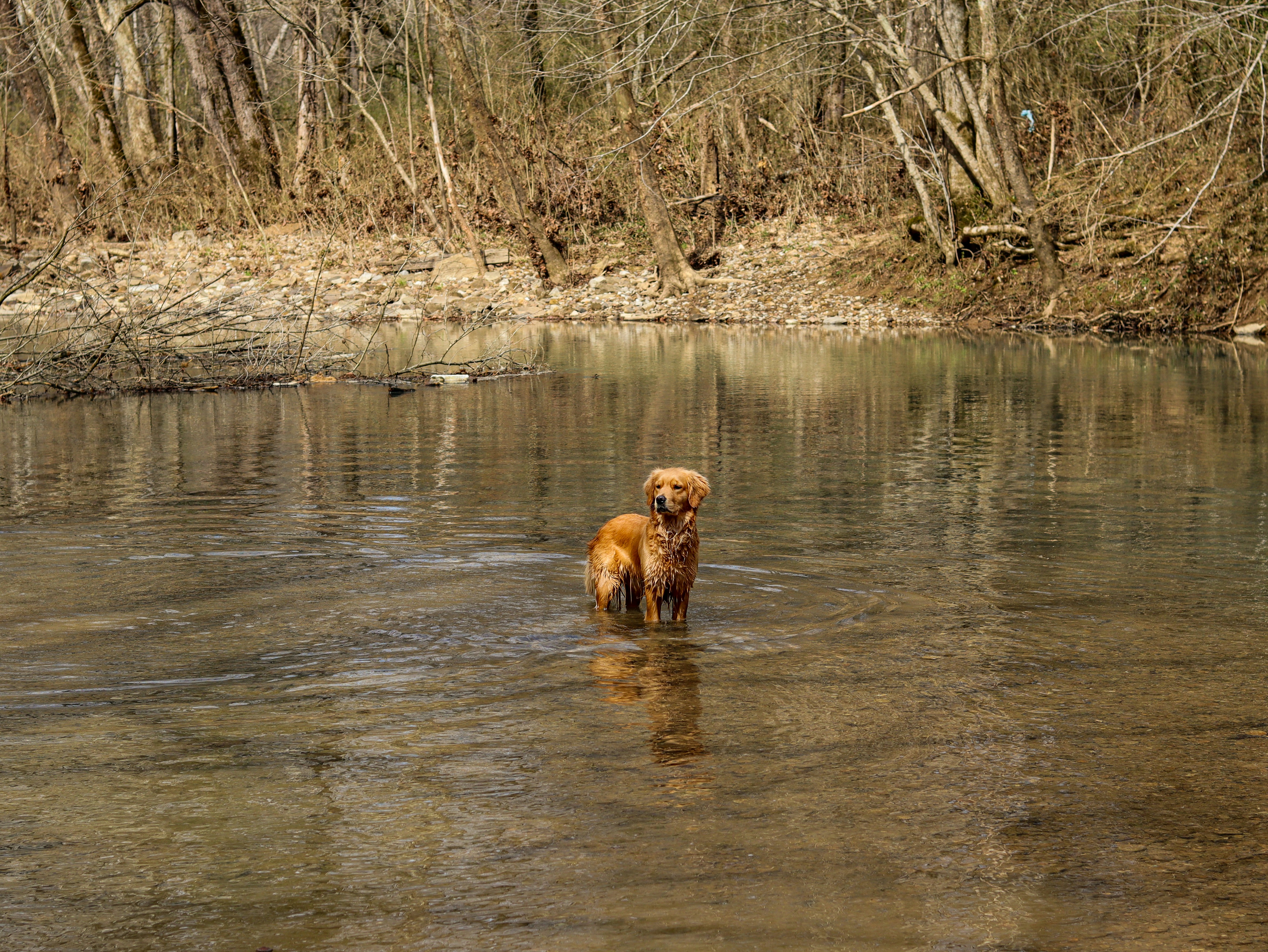 Dog stands in a shallow stream of water.