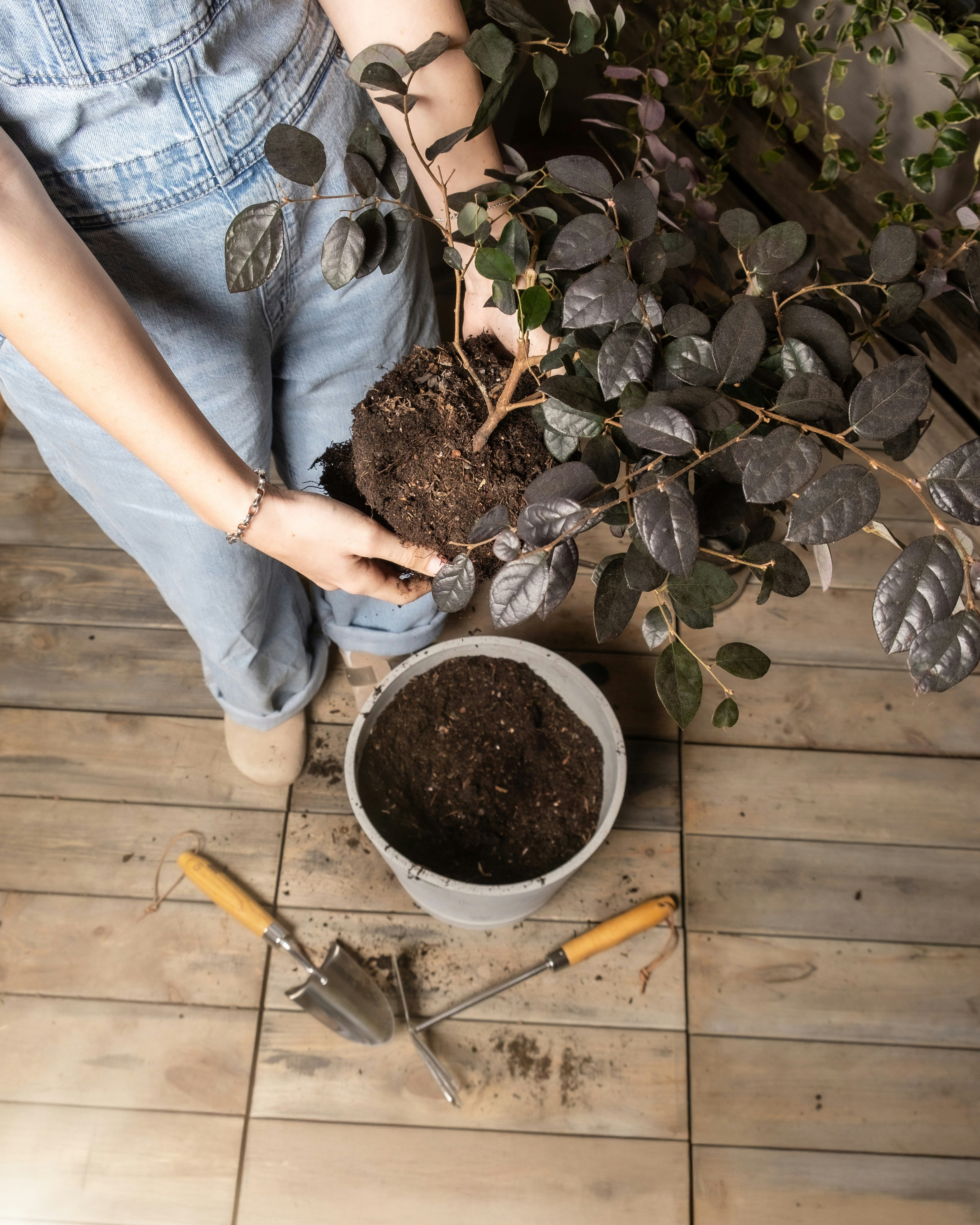 Photo by feeypflanzen