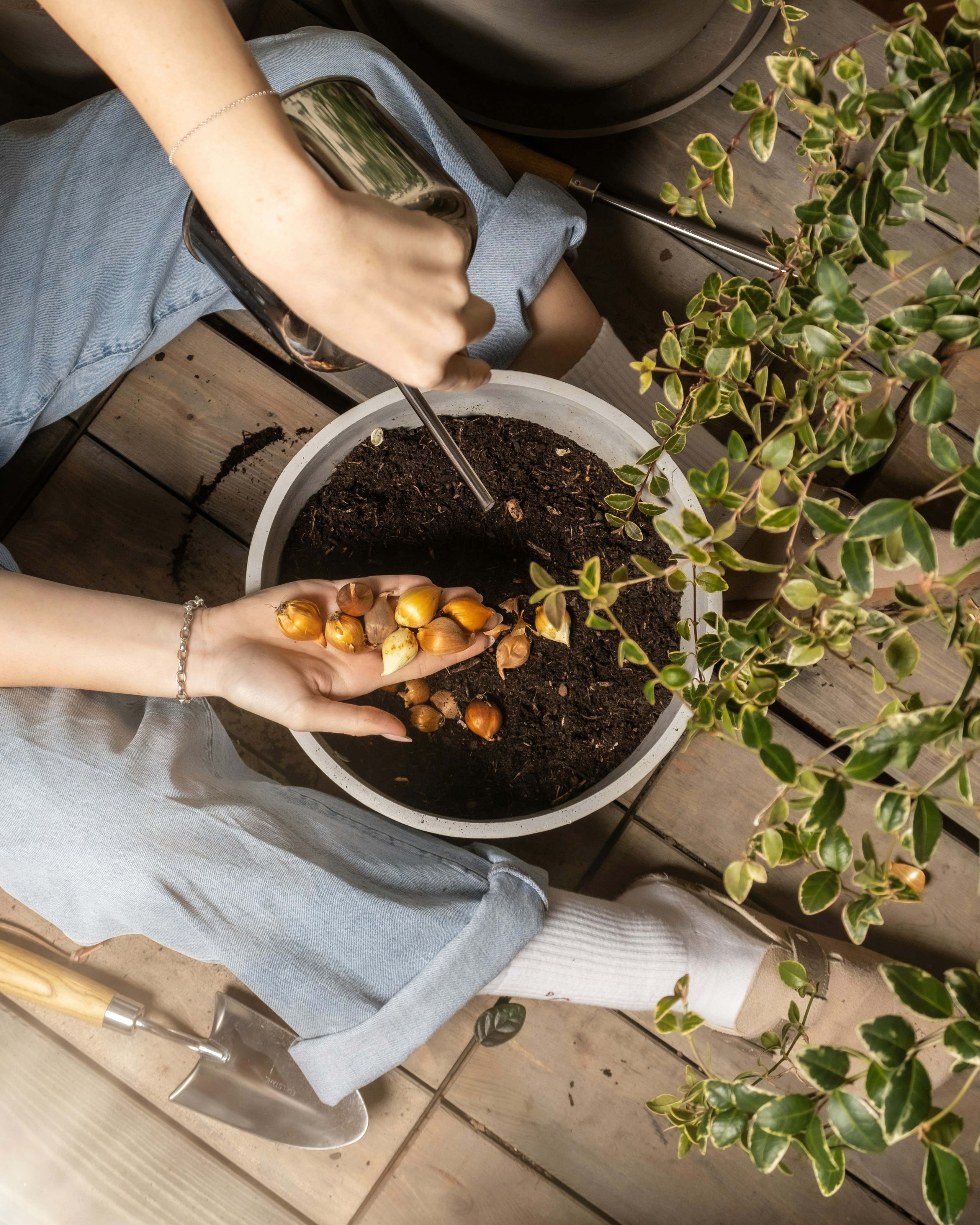 Photo by feeypflanzen