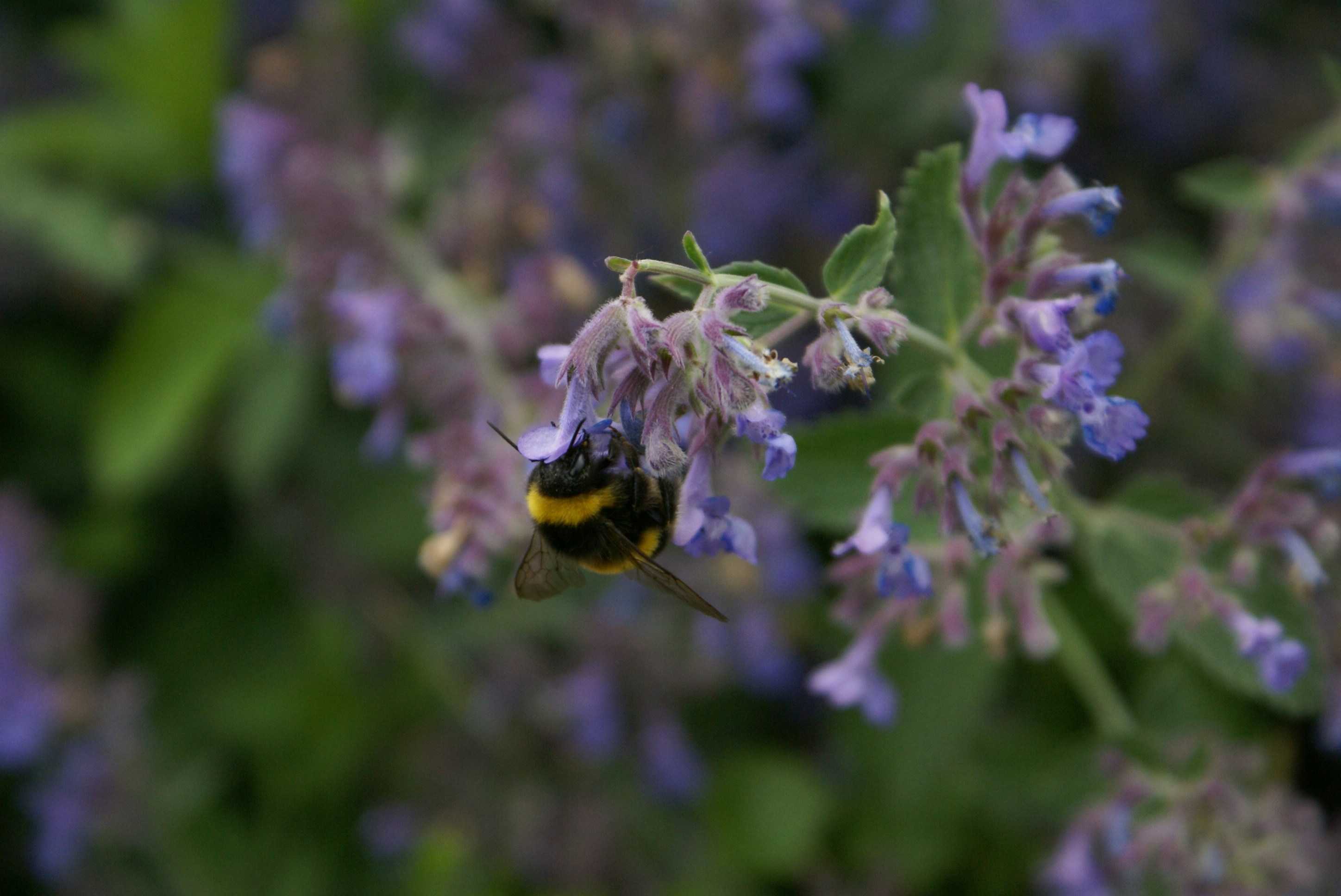 Photo by amberweekes