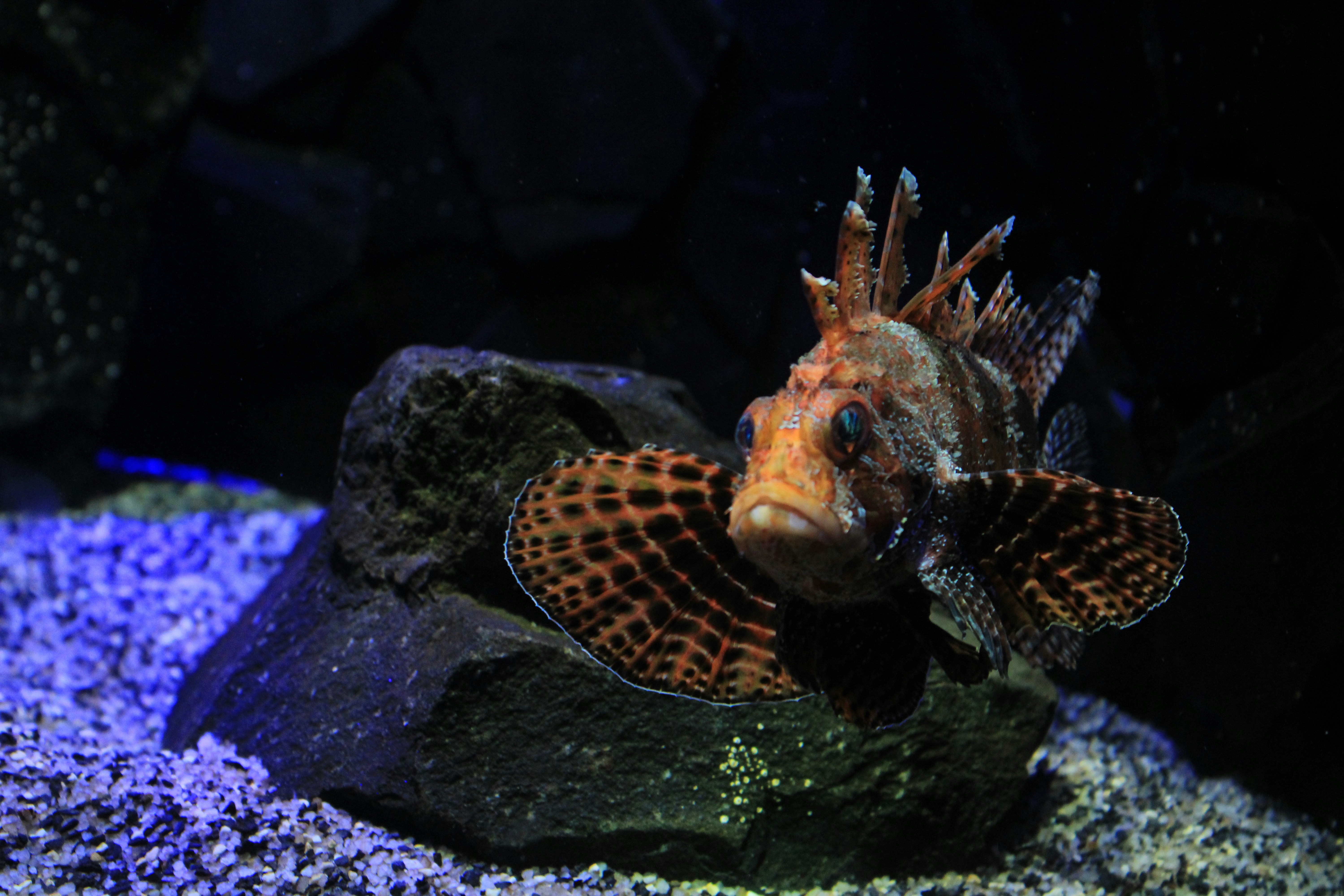 Seekor lionfish beristirahat di atas batu di dalam air.