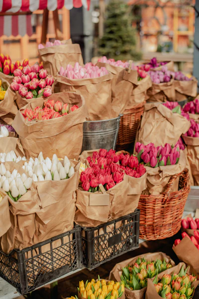Colorful bouquets of tulips displayed for sale.
