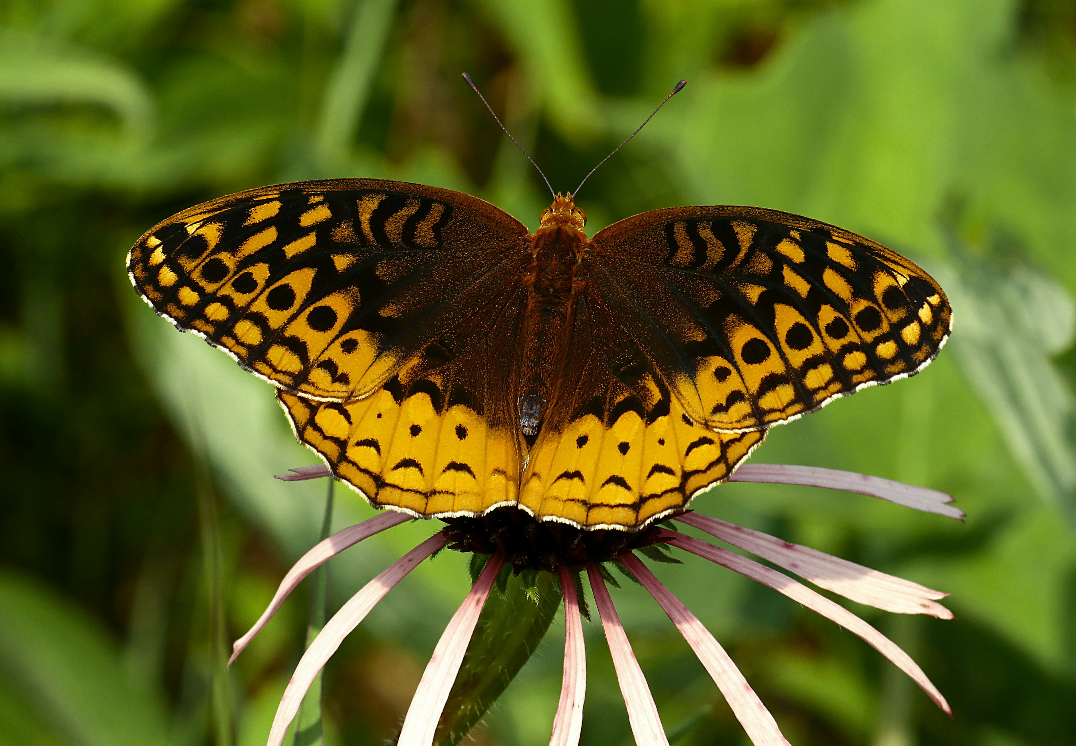 Photo by telliottmbamsc