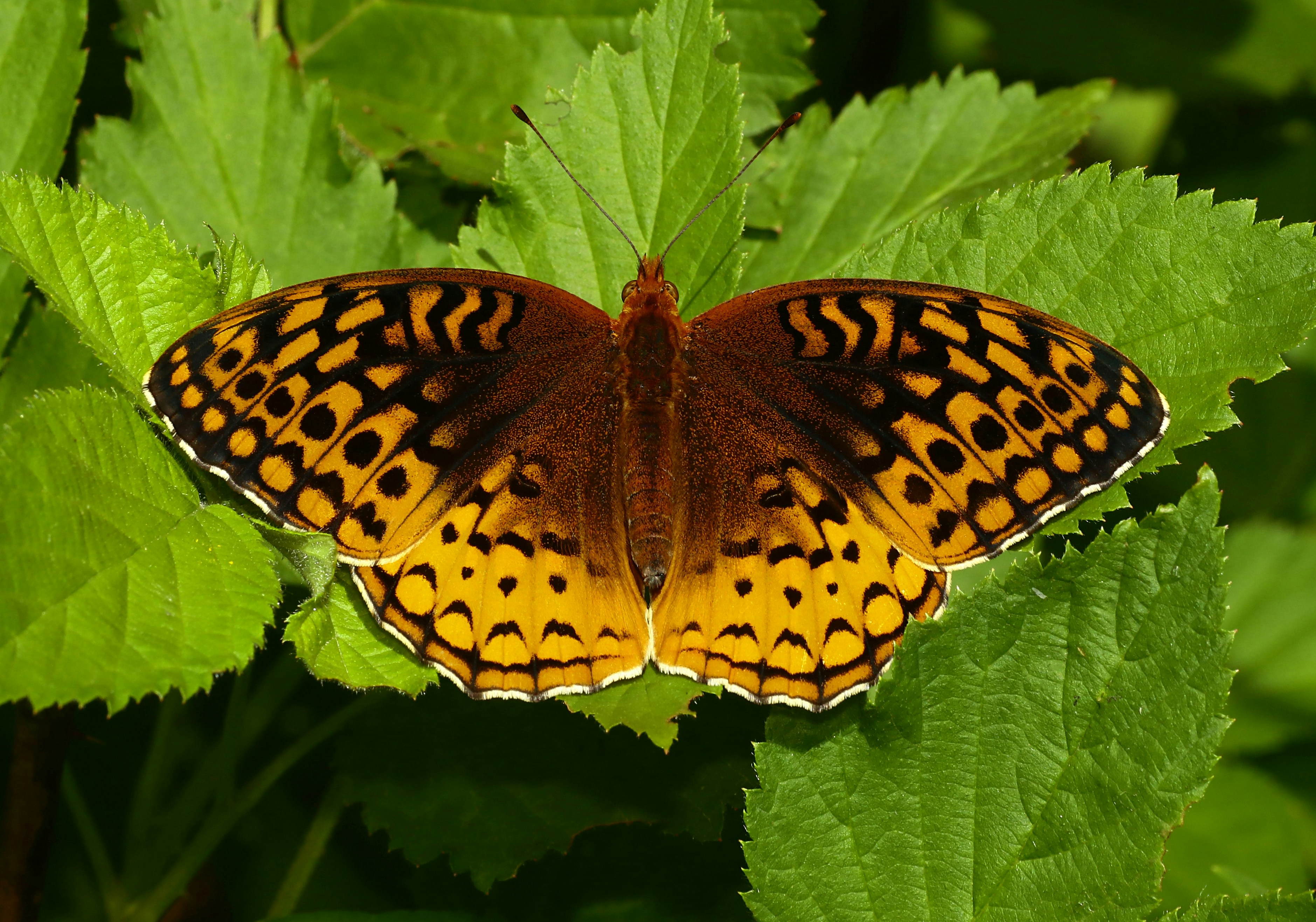 Photo by telliottmbamsc