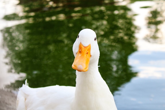 A white duck looks directly into the camera.