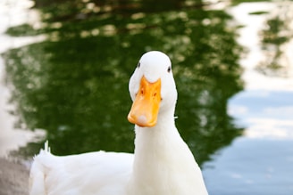 A white duck looks directly into the camera.