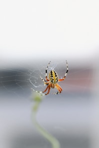 A spider is on its web.